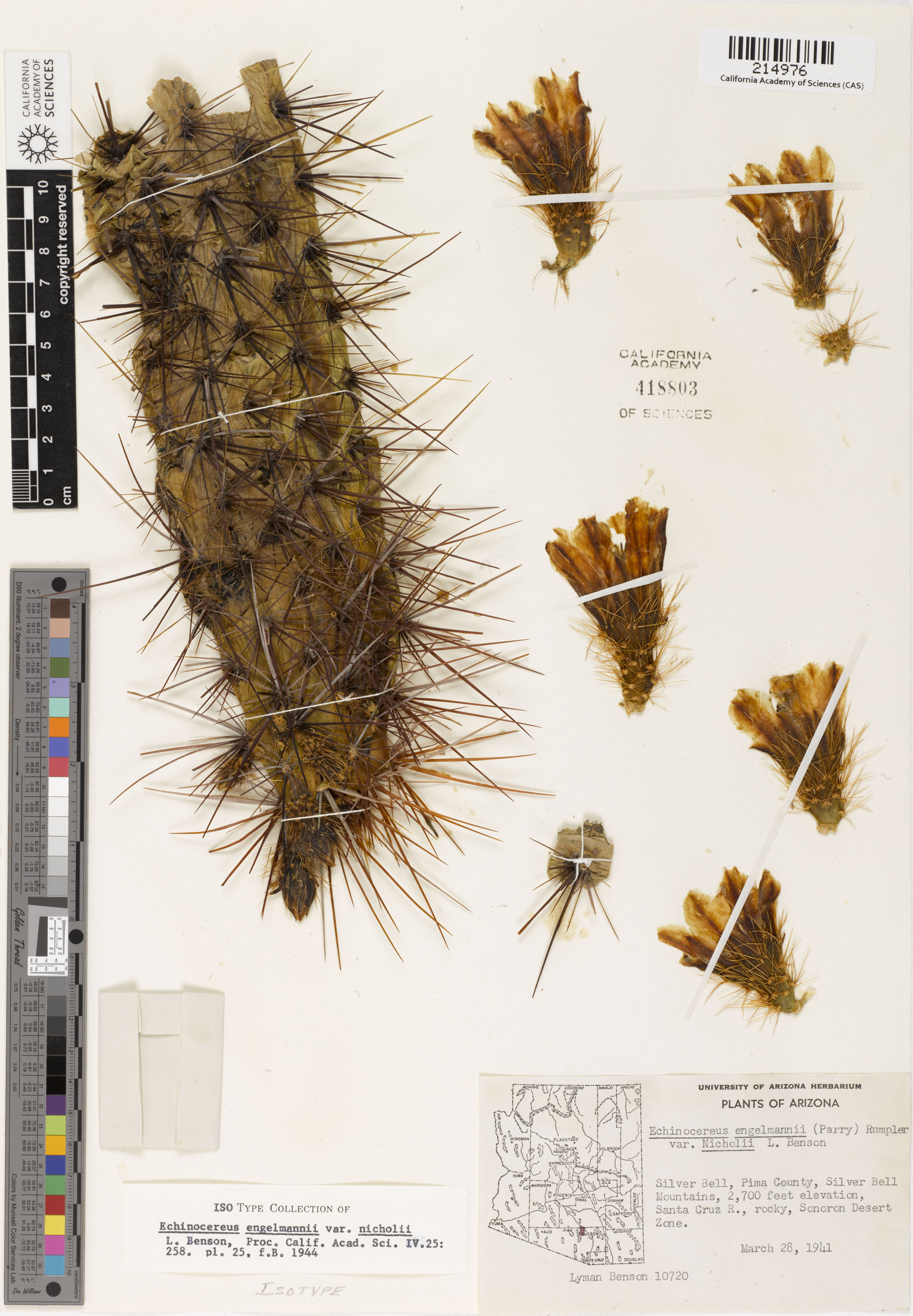 Echinocereus nicholii image