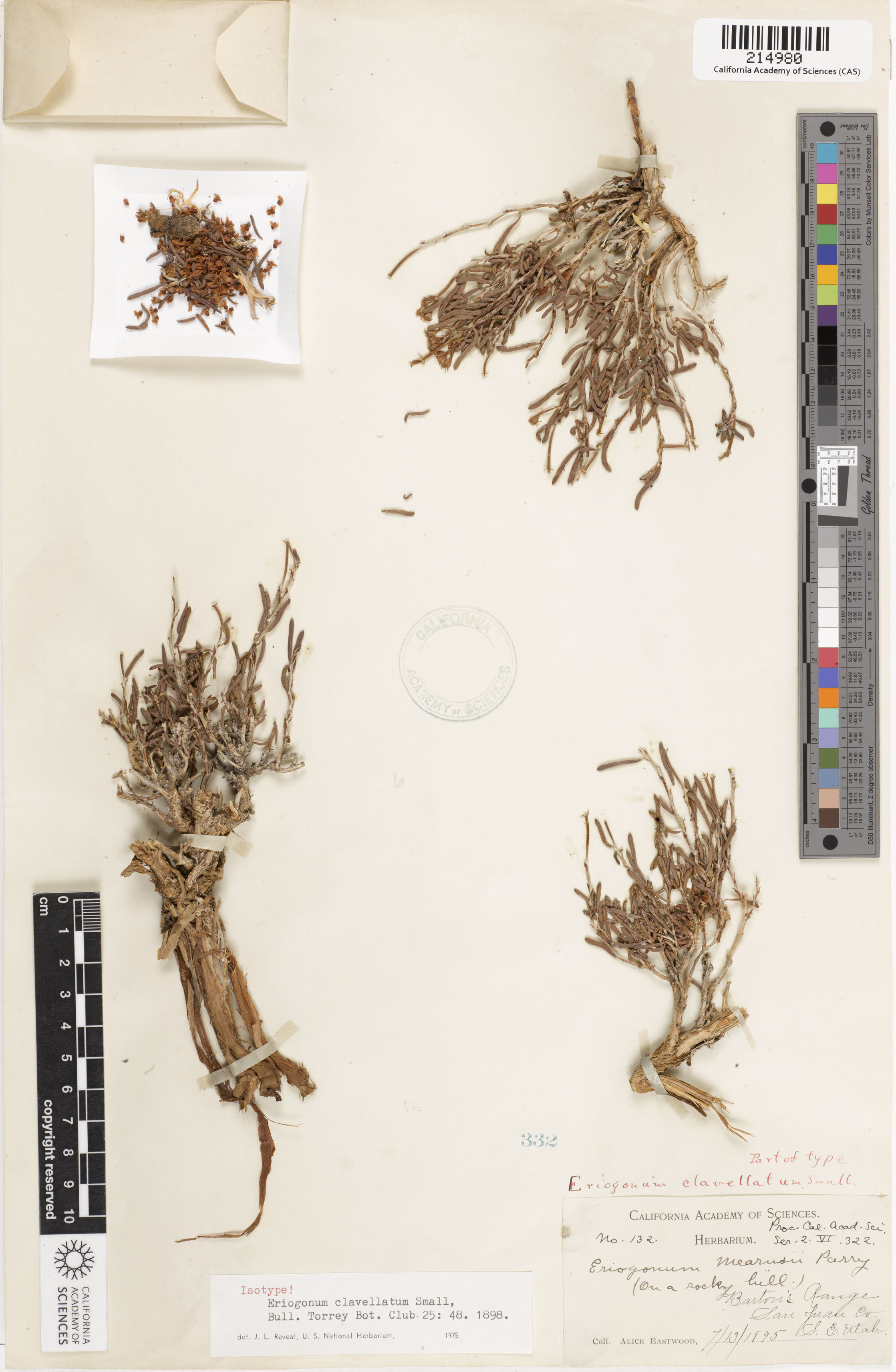 Eriogonum clavellatum image