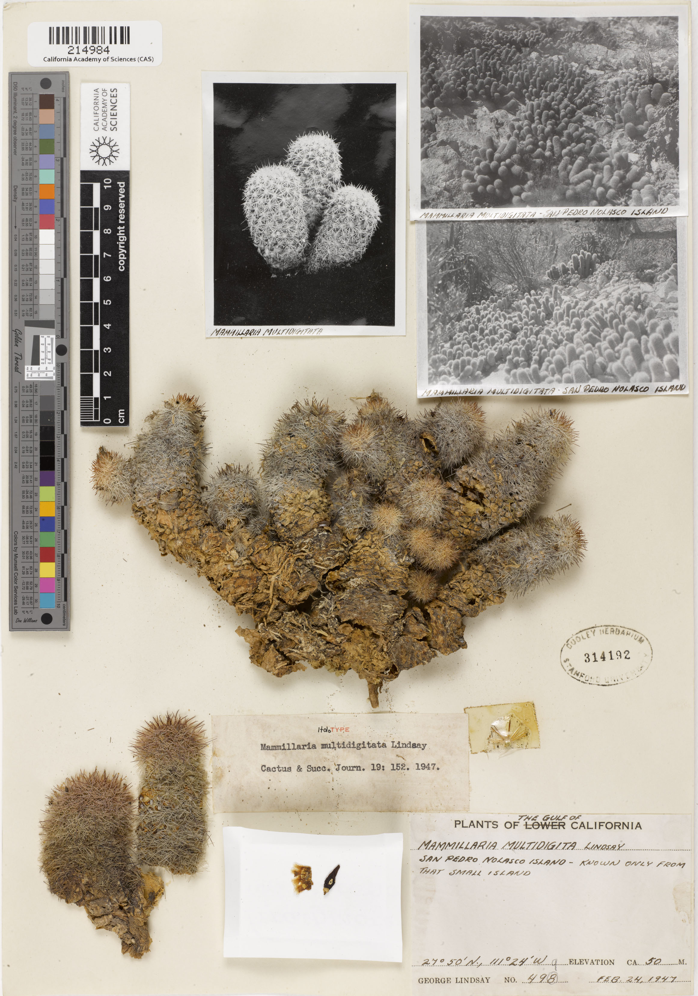 Mammillaria multidigitata image
