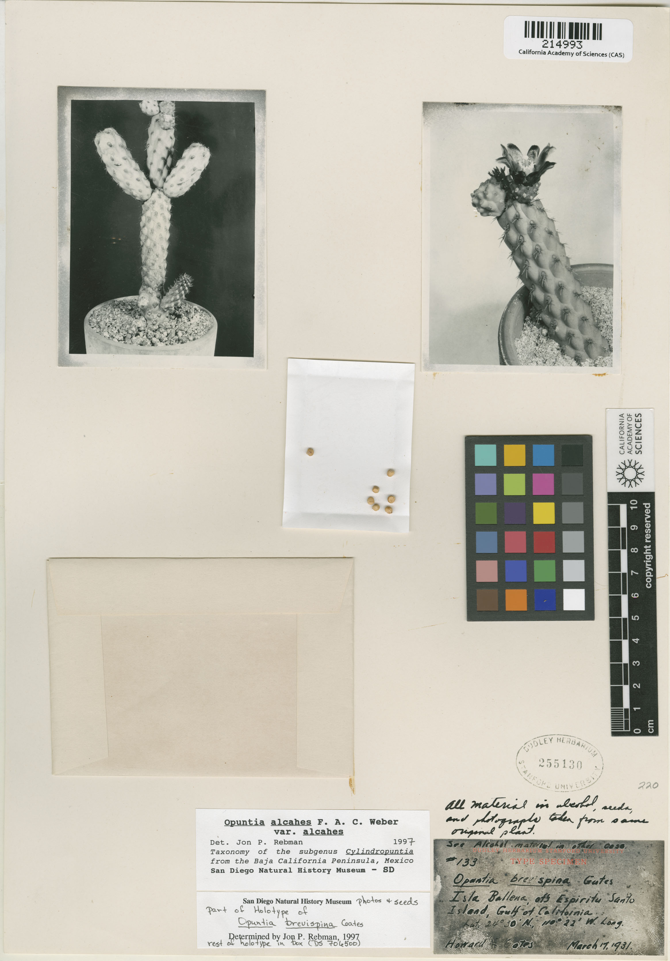 Cylindropuntia alcahes image