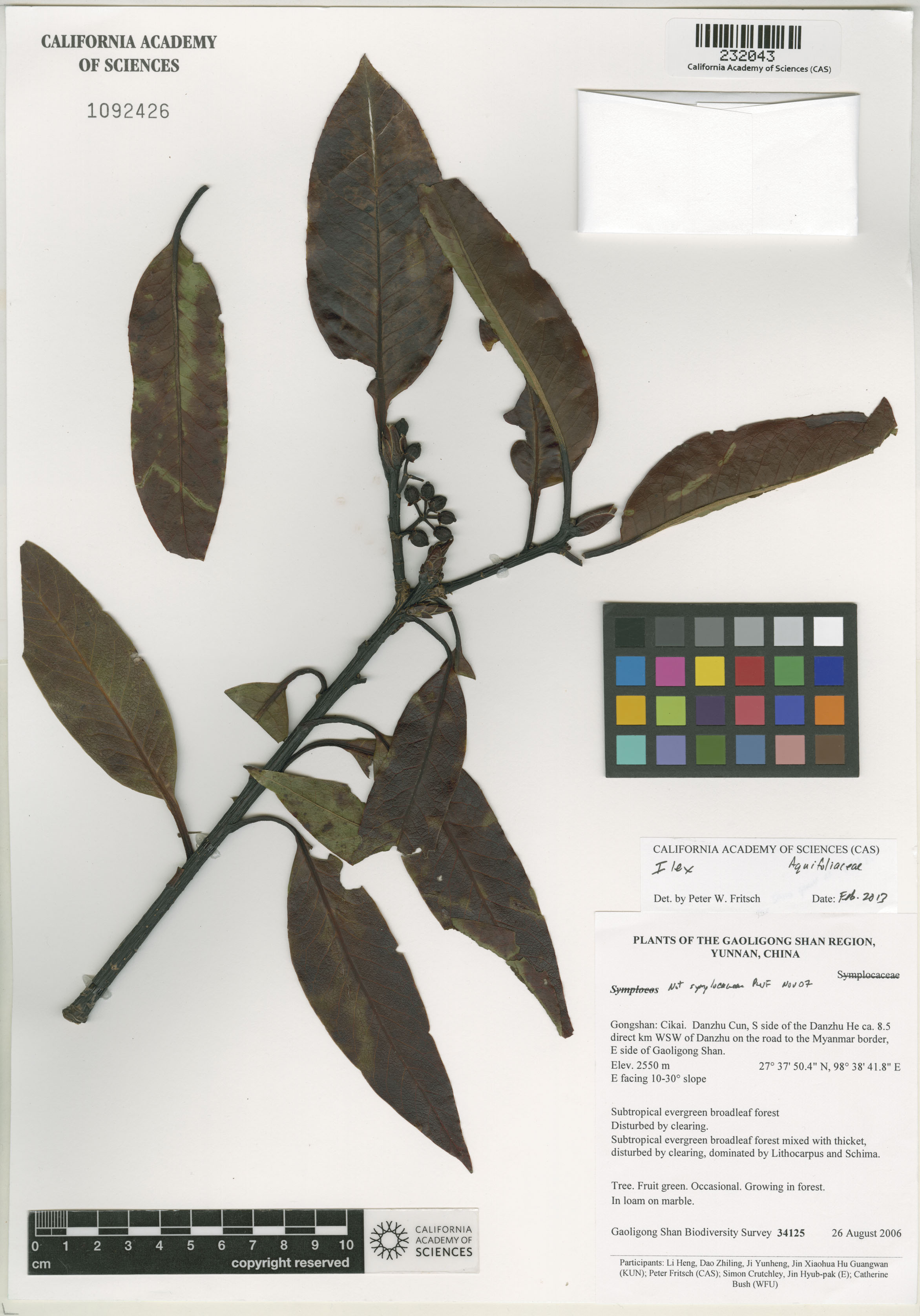 Ilex image
