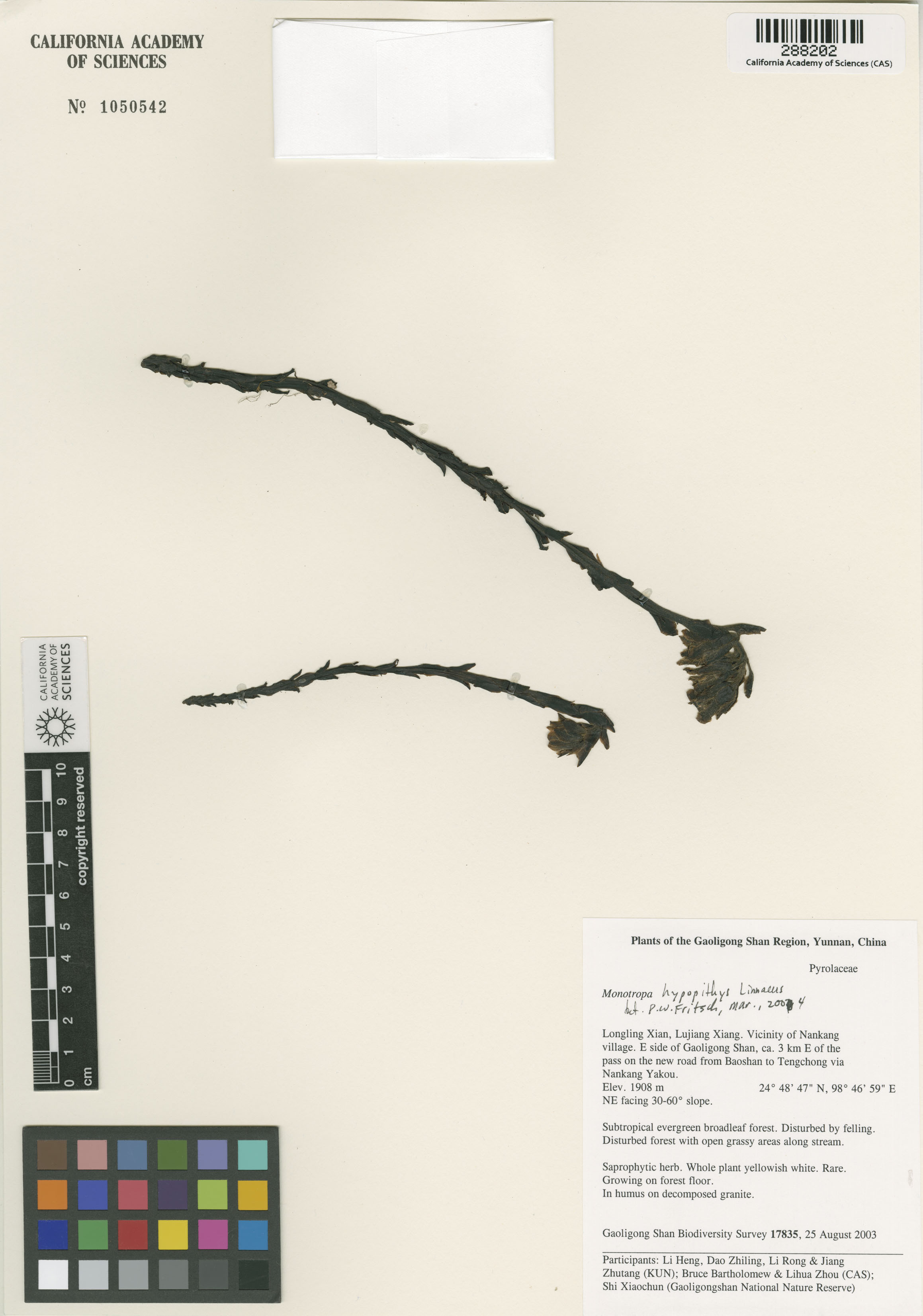 Hypopitys monotropa image