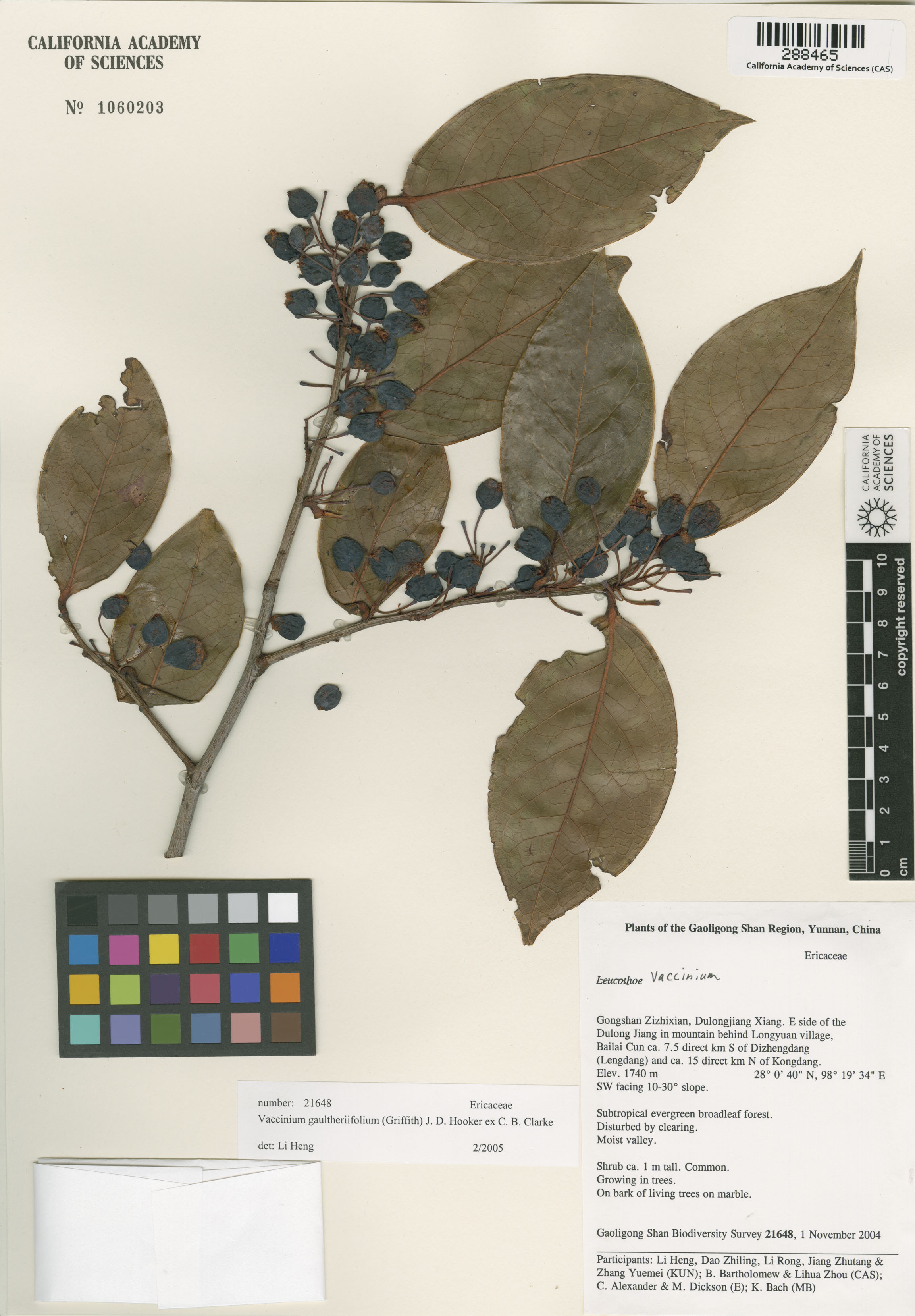 Vaccinium image