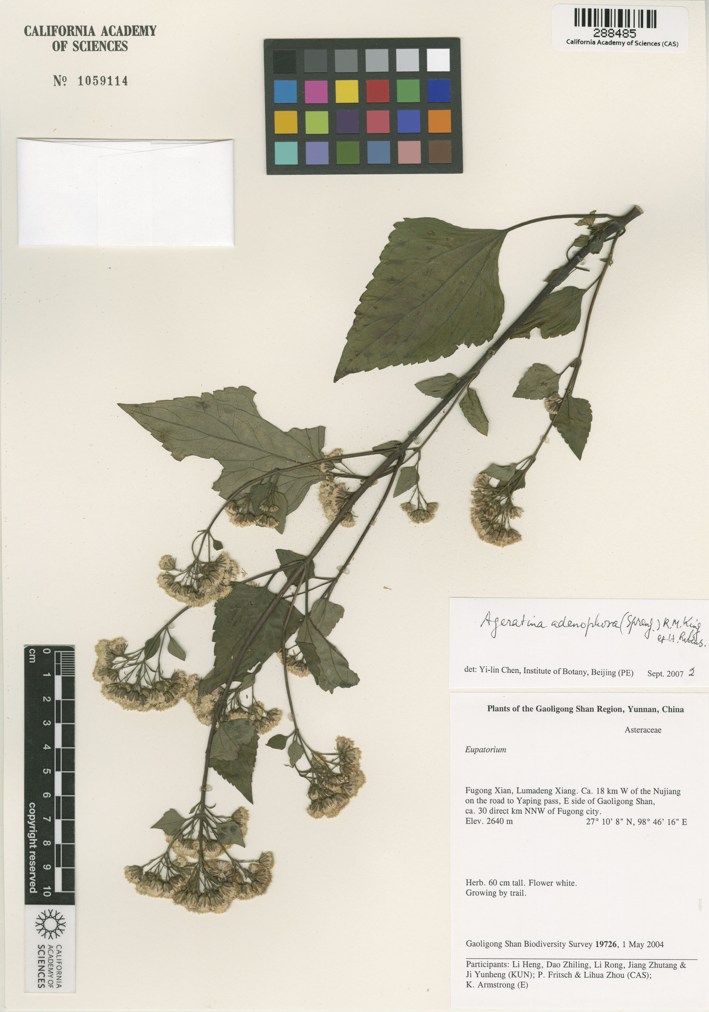 Ageratina adenophora image