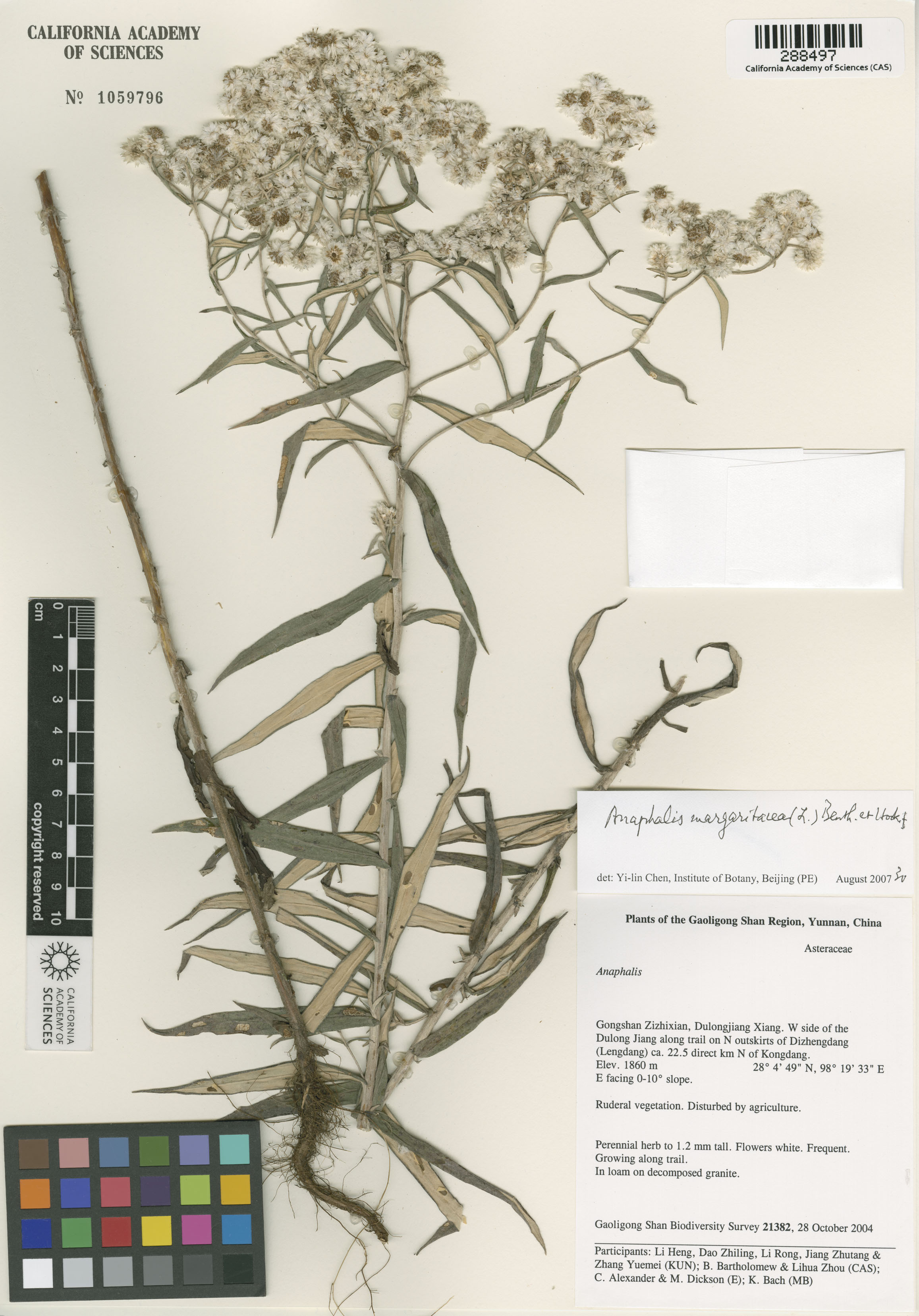 Anaphalis margaritacea image