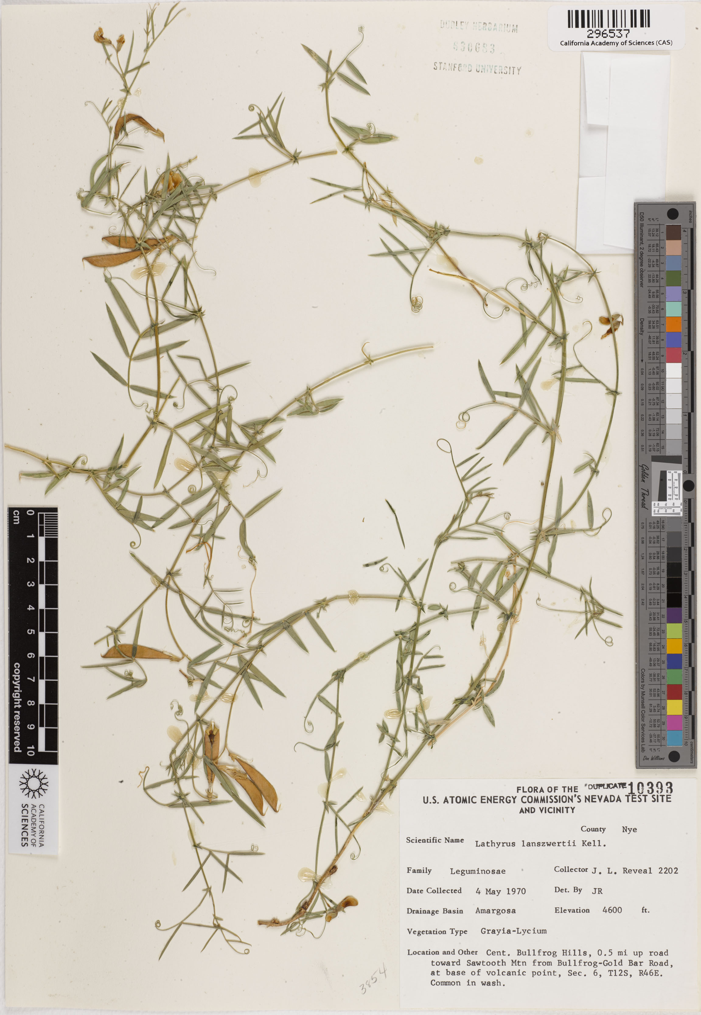 Lathyrus hitchcockianus image