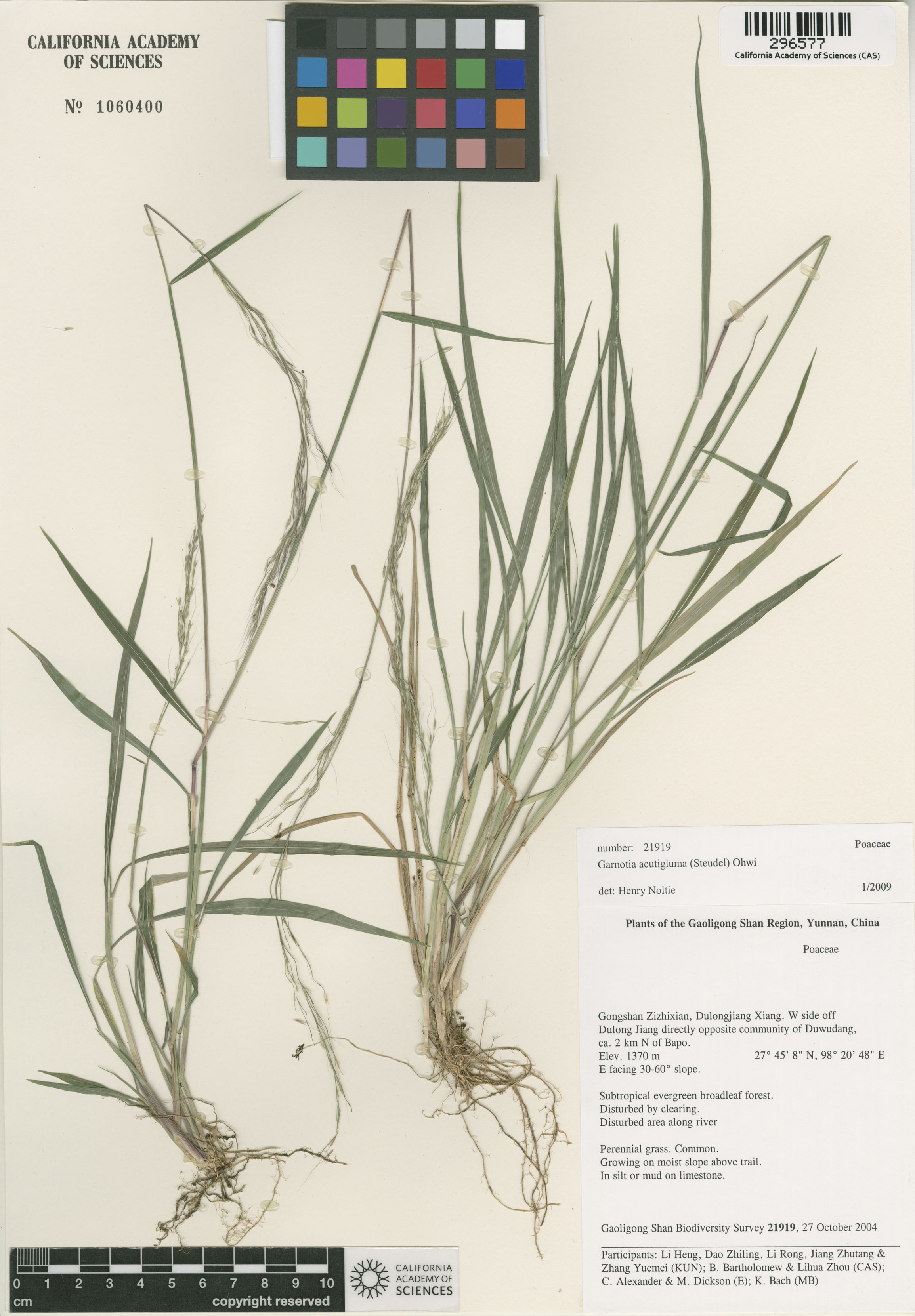 Garnotia acutigluma image