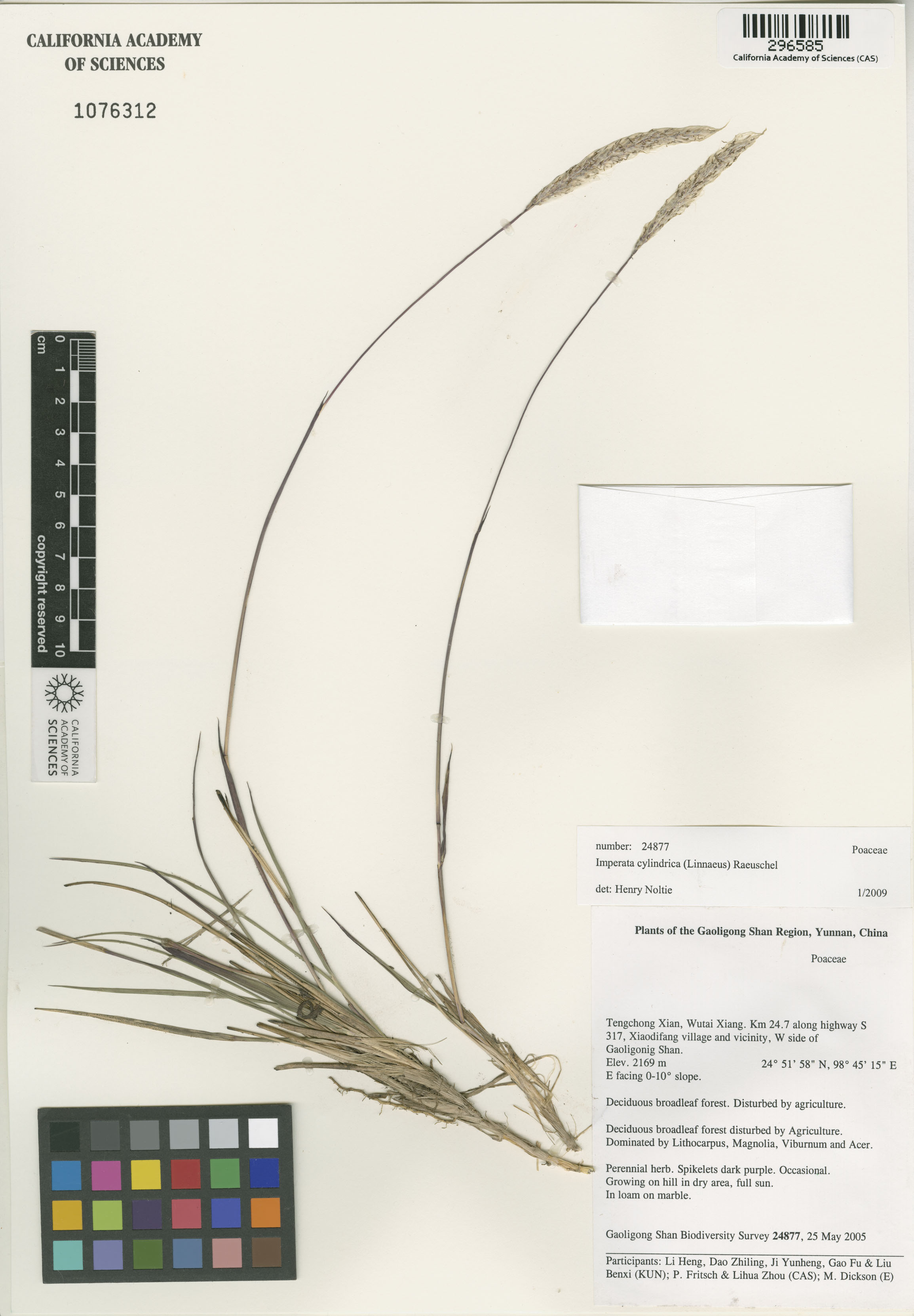 Imperata cylindrica image