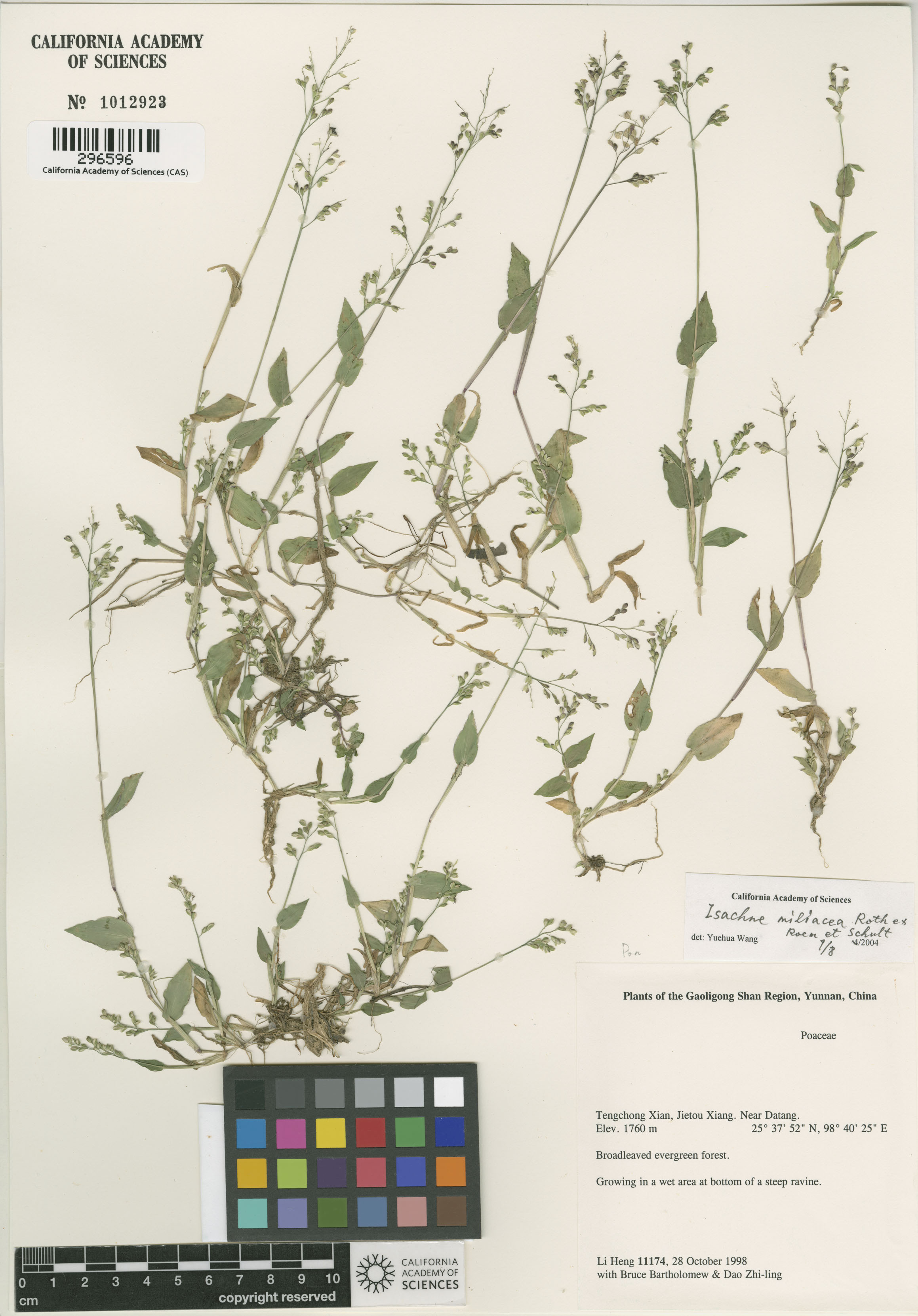 Isachne globosa image