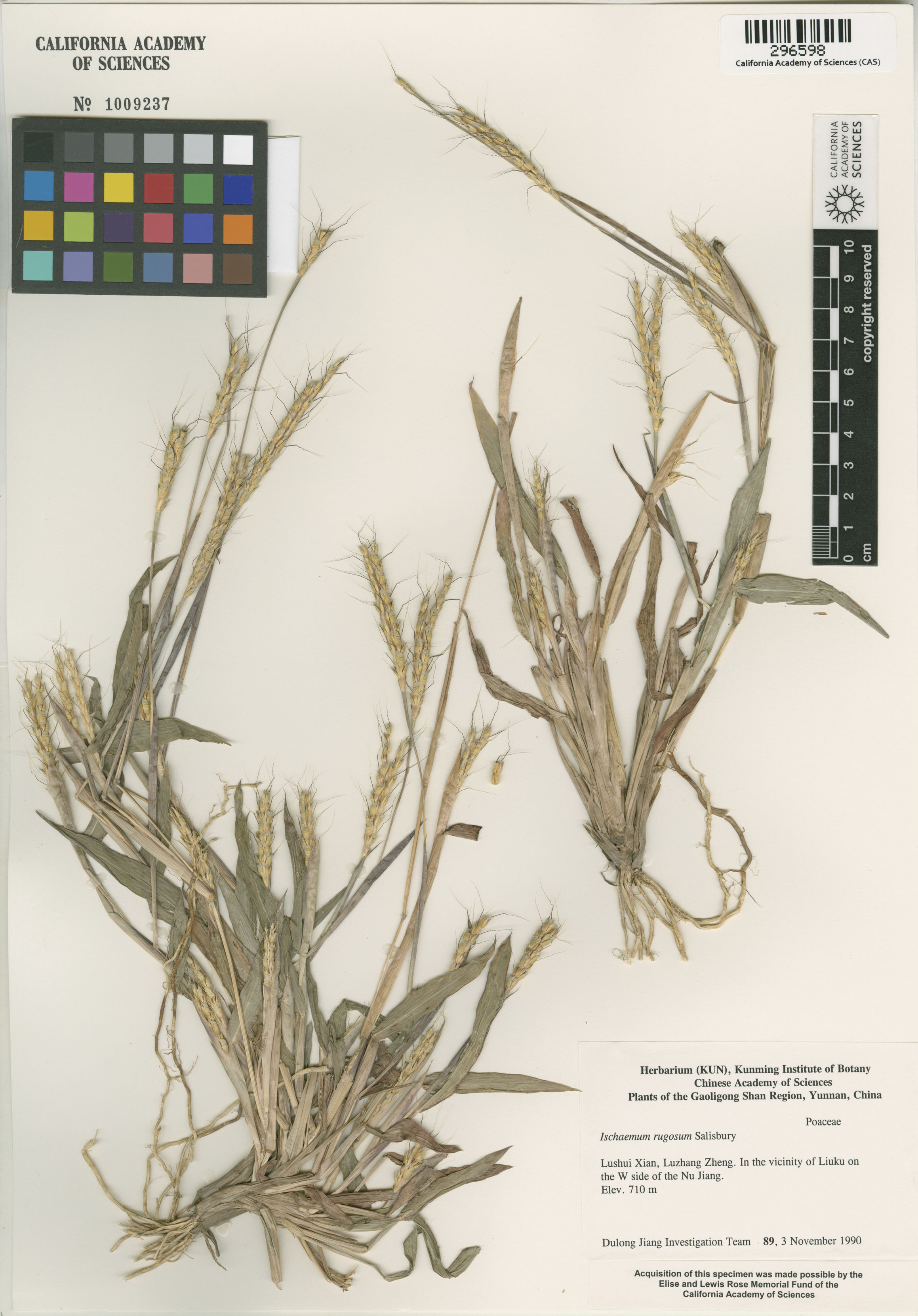 Ischaemum rugosum image