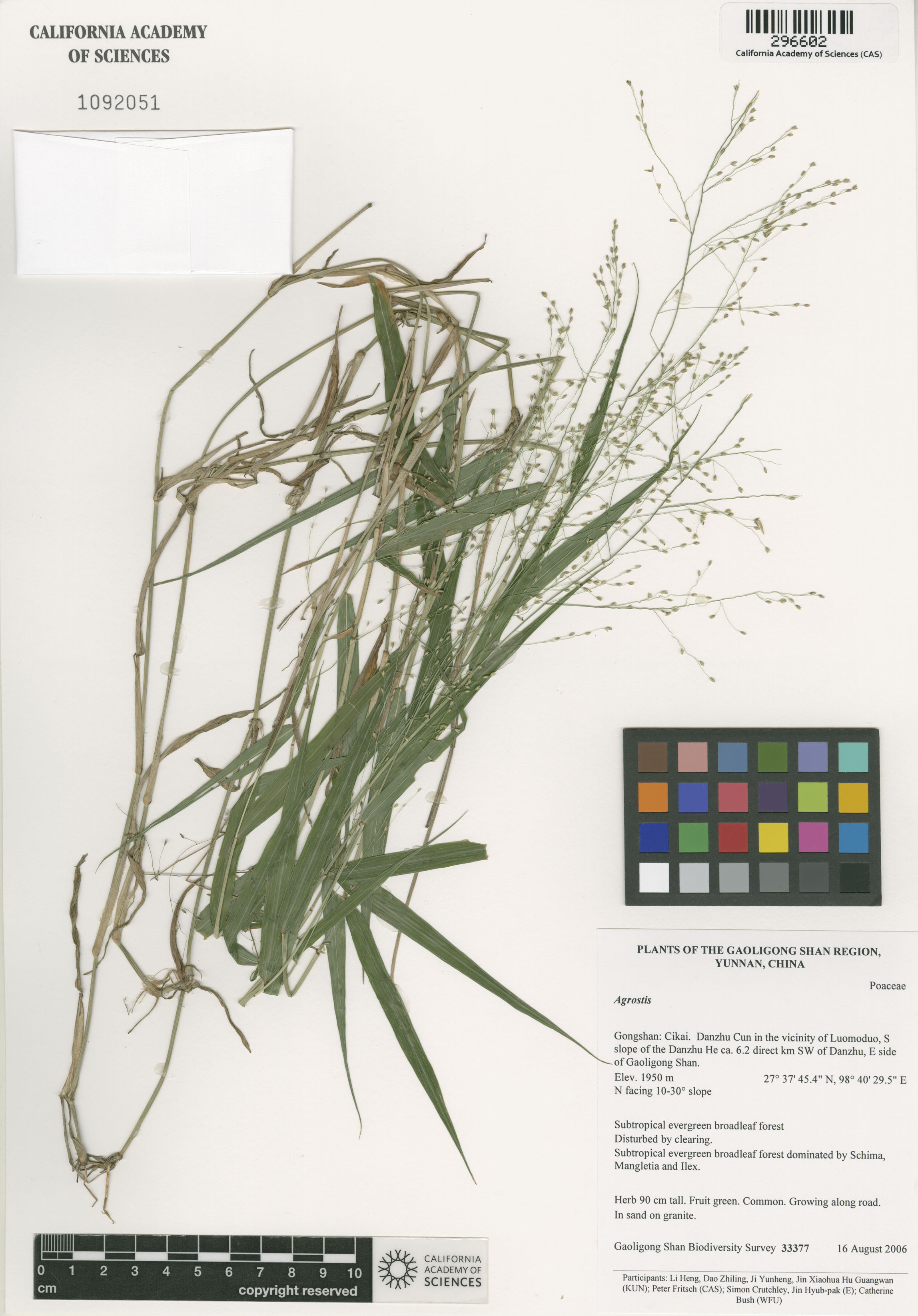 Agrostis image