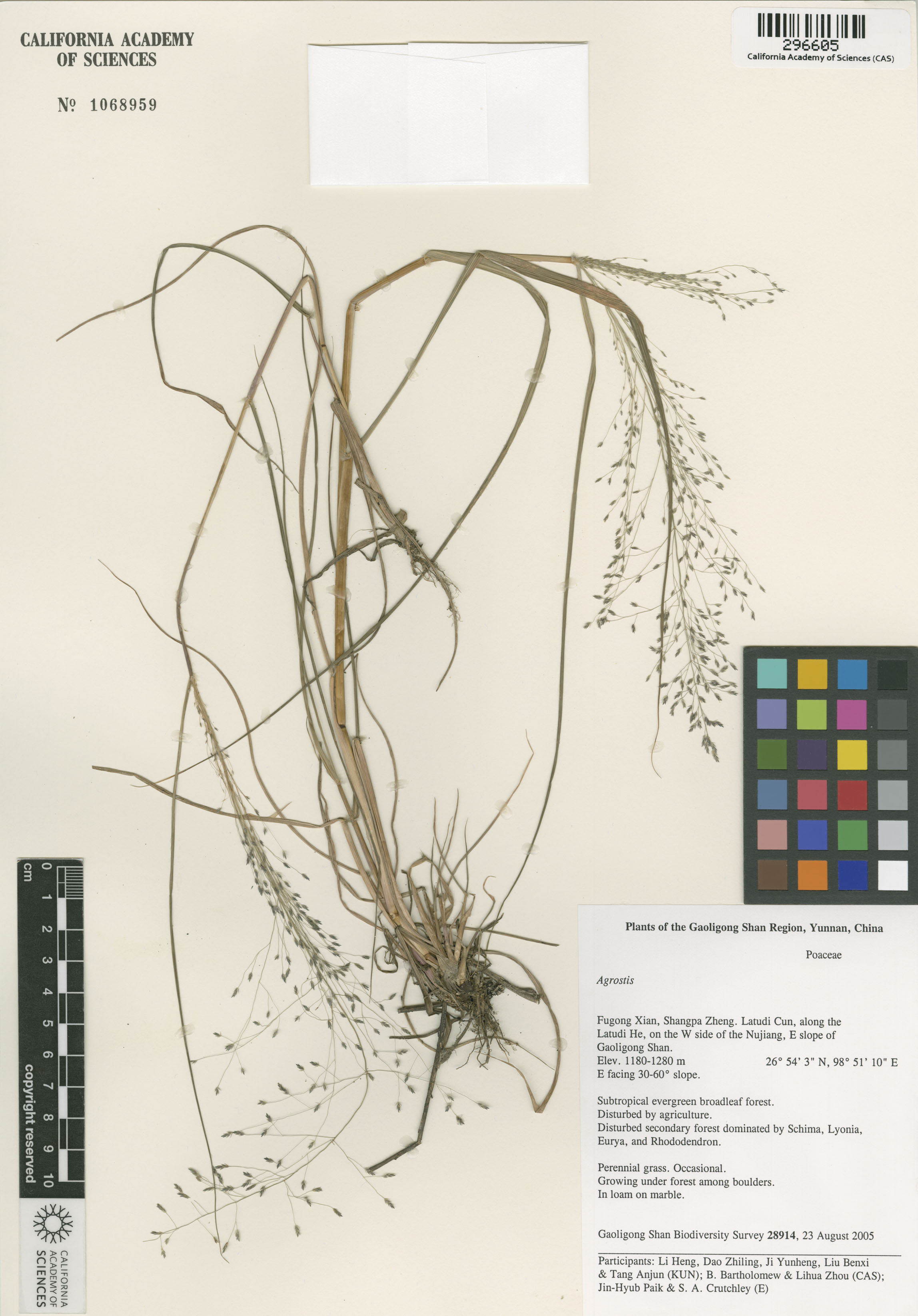 Eragrostis image