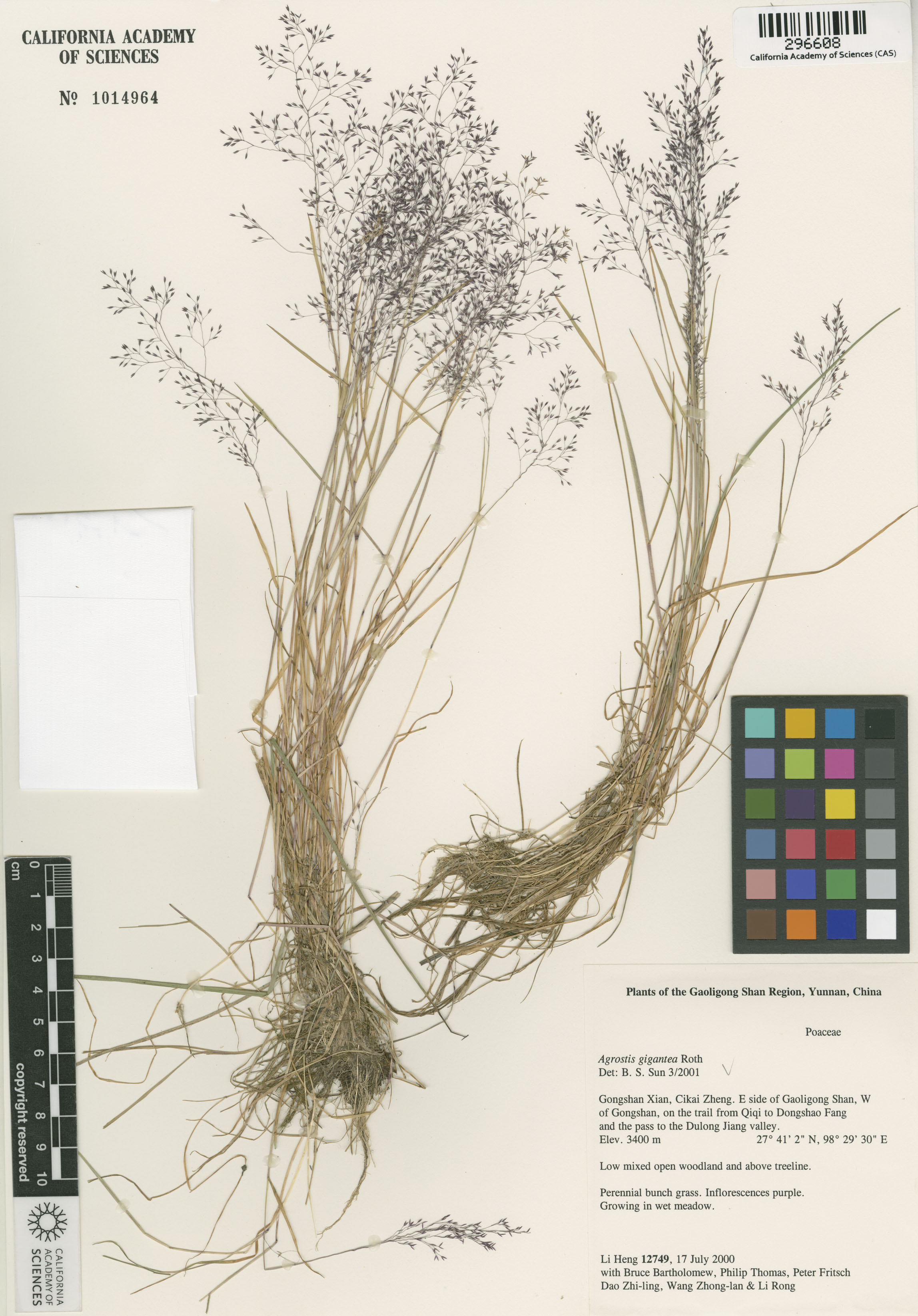 Agrostis gigantea image