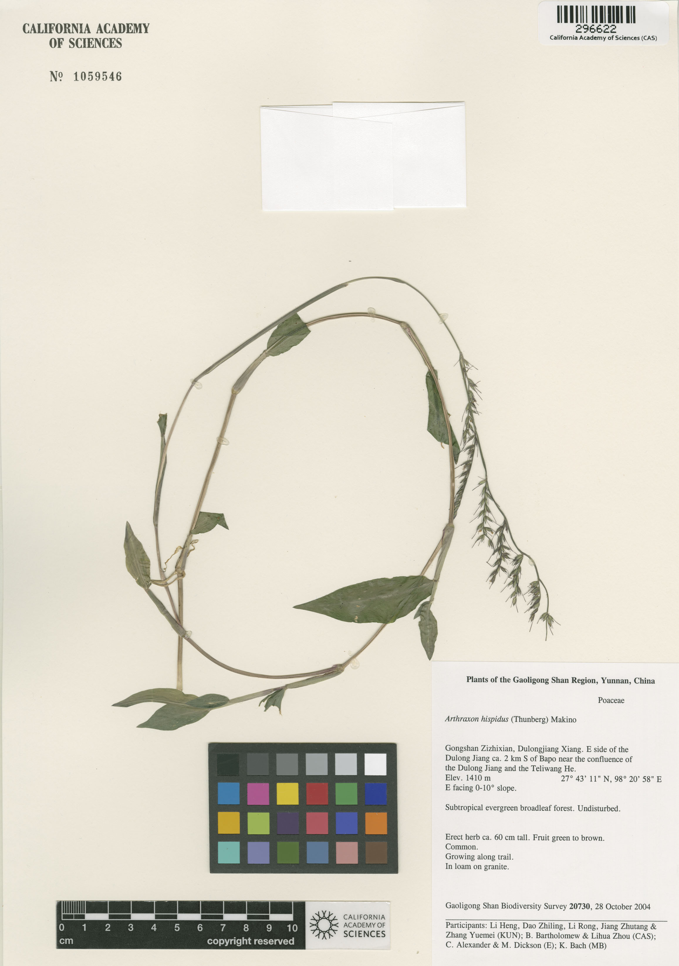 Arthraxon hispidus image