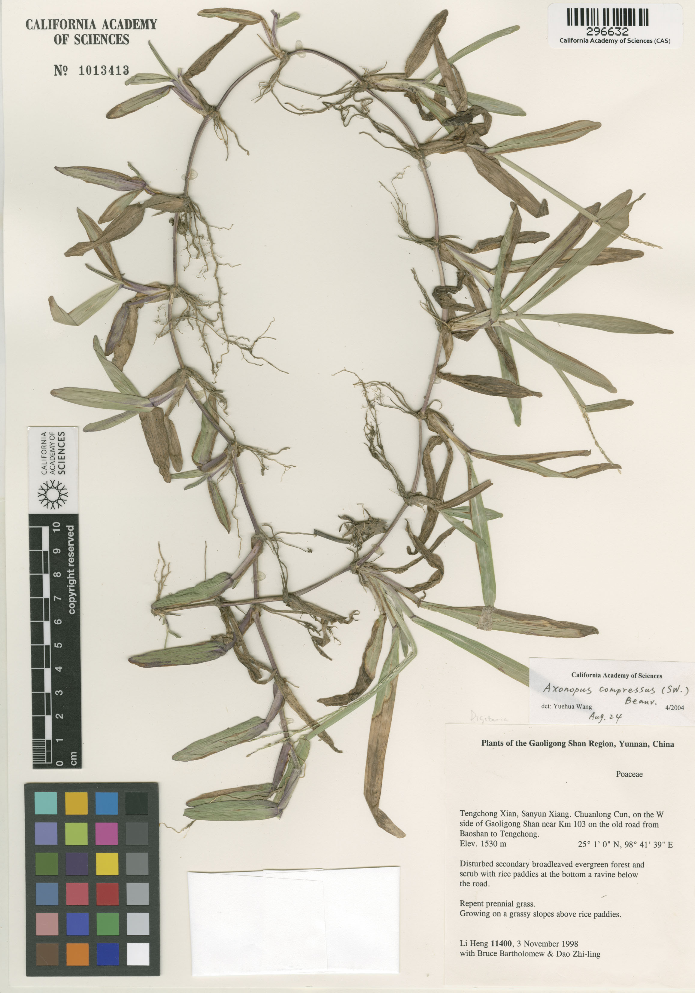 Axonopus compressus image