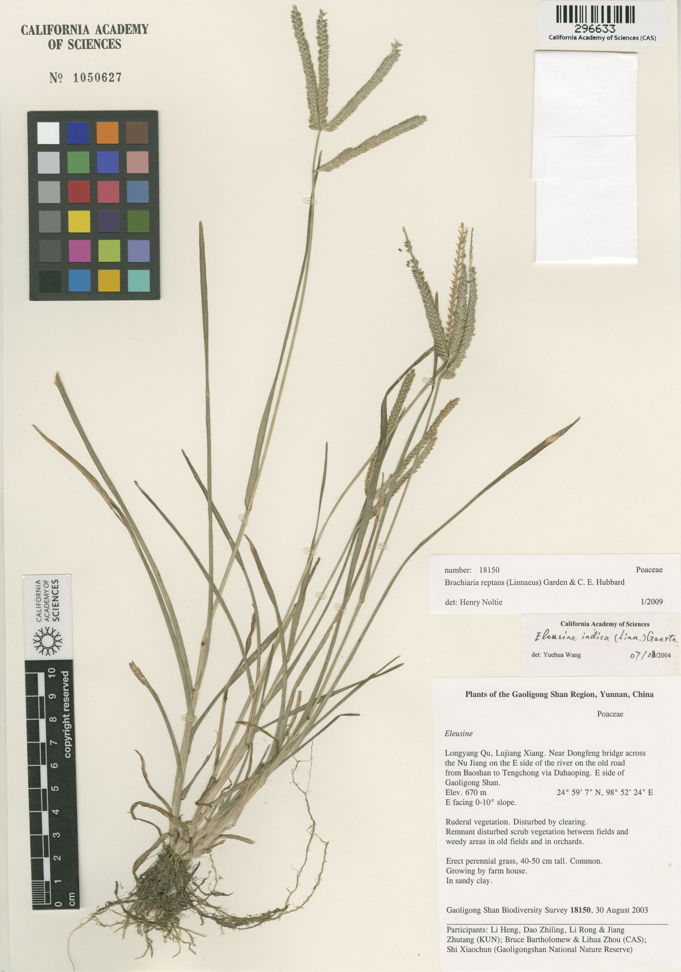 Urochloa reptans image
