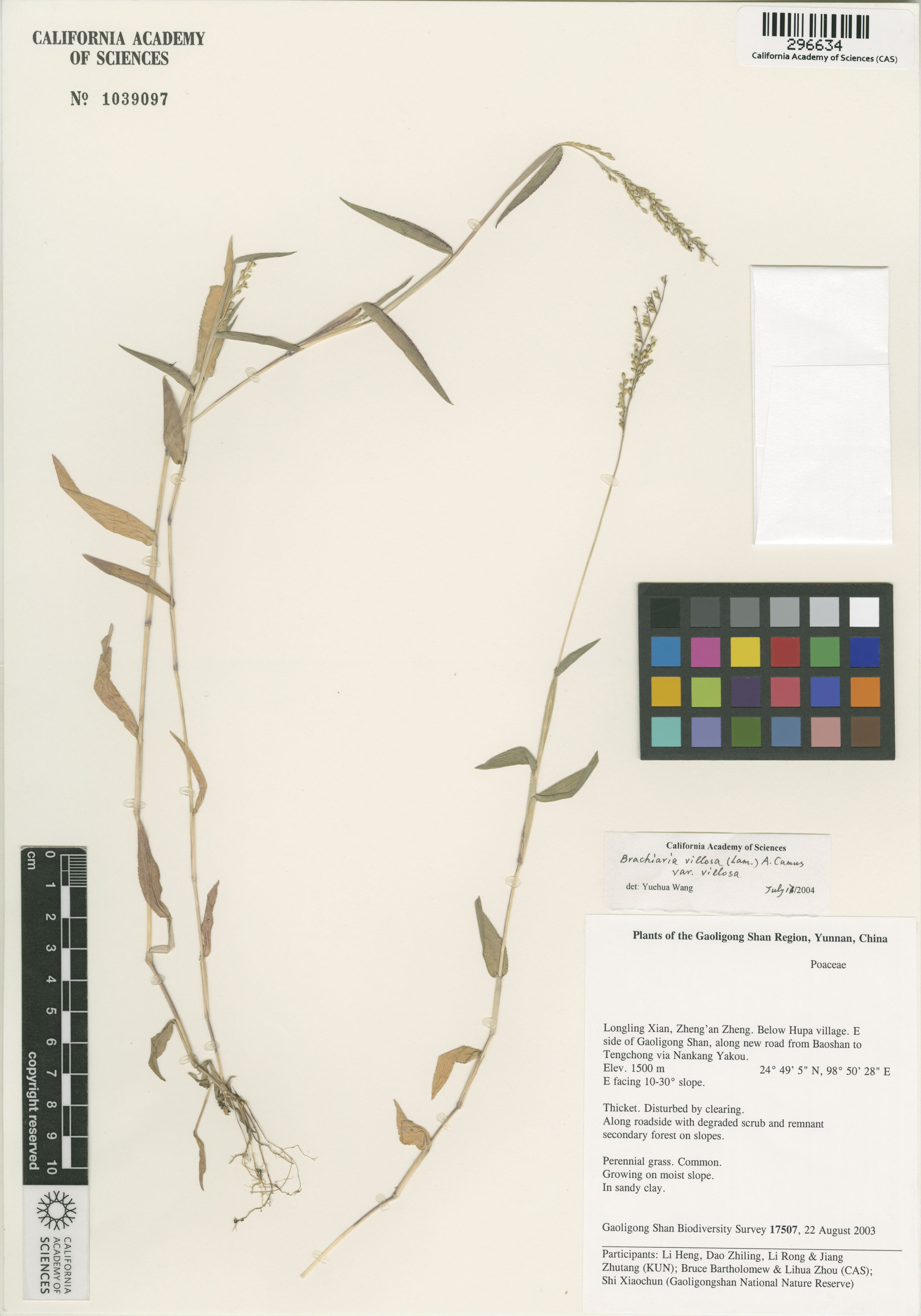 Urochloa villosa image