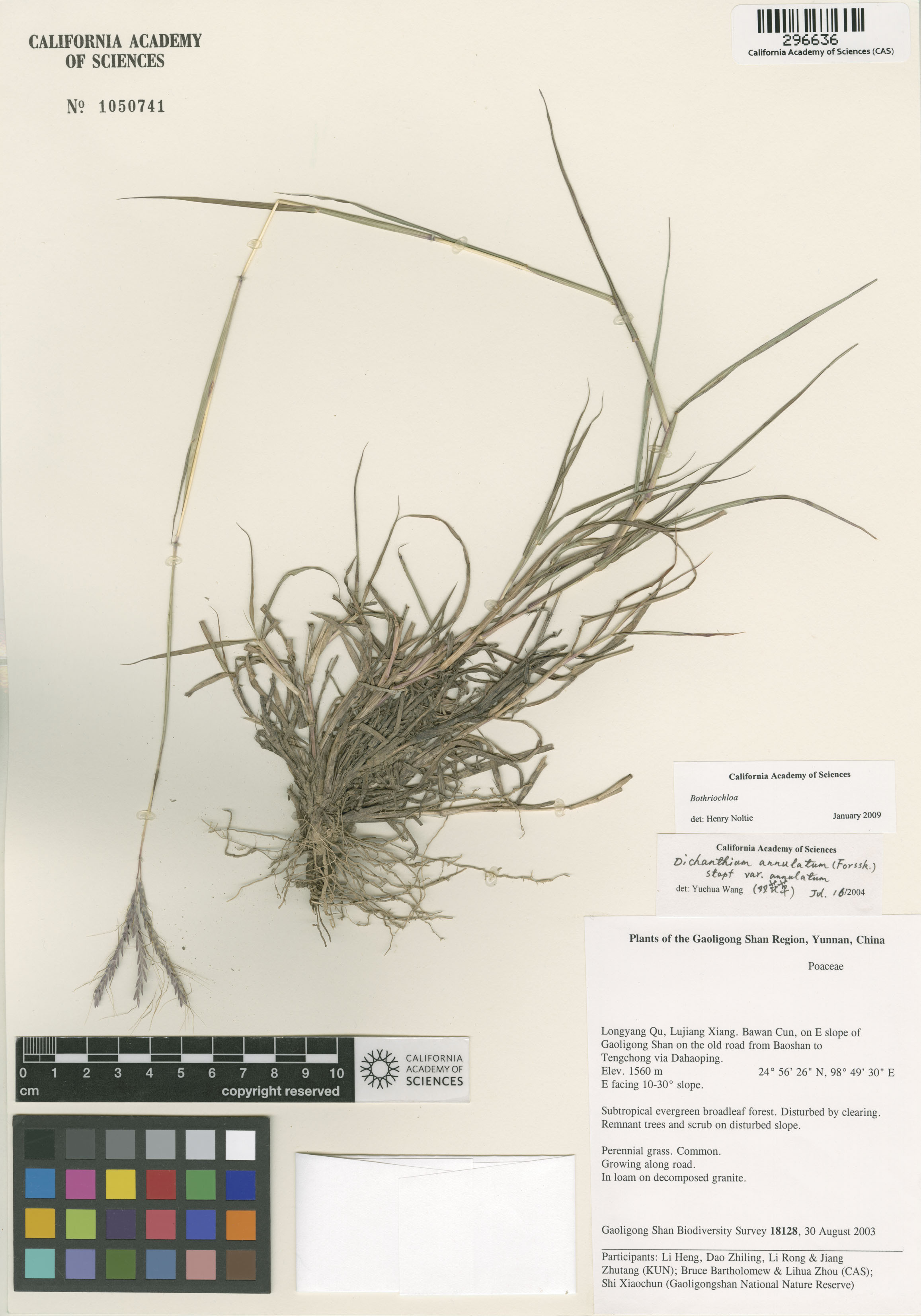 Bothriochloa image