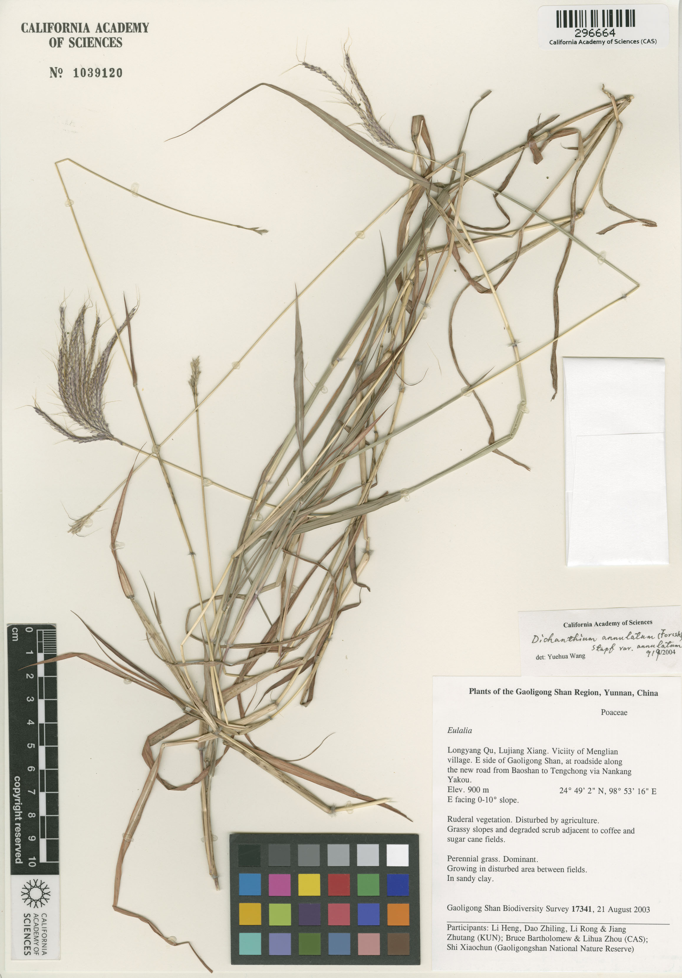 Dichanthium annulatum image