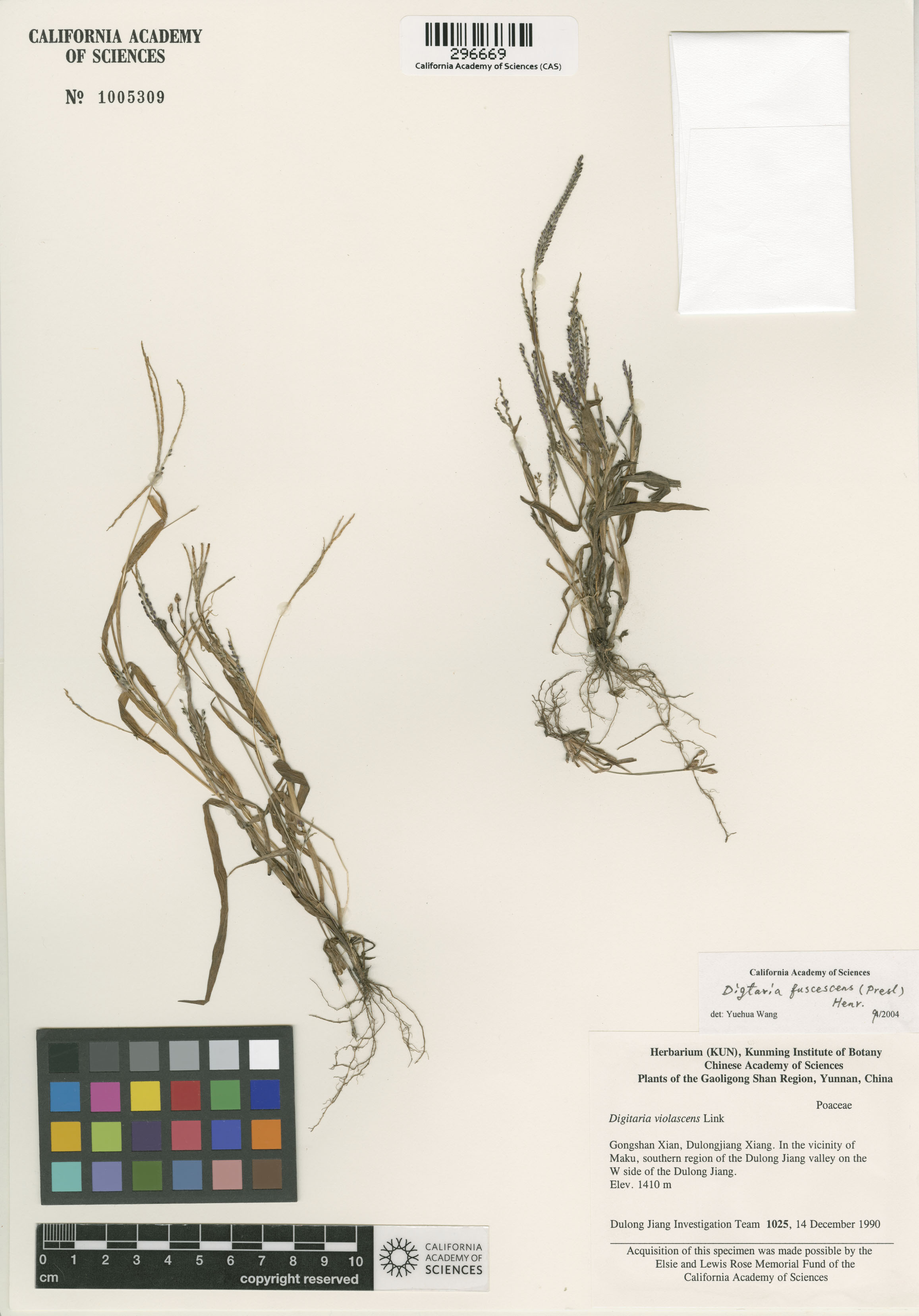 Digitaria fuscescens image