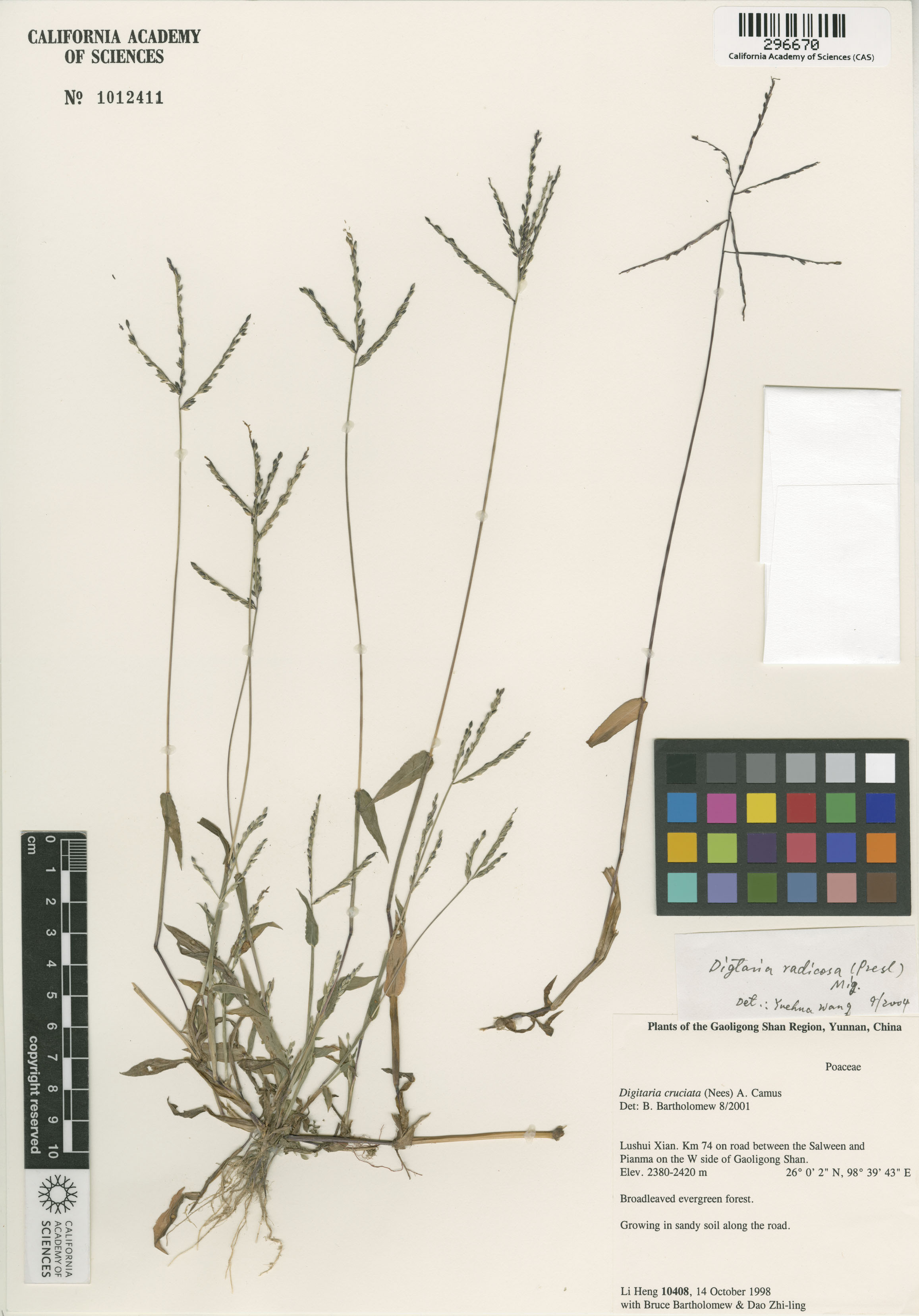 Digitaria radicosa image
