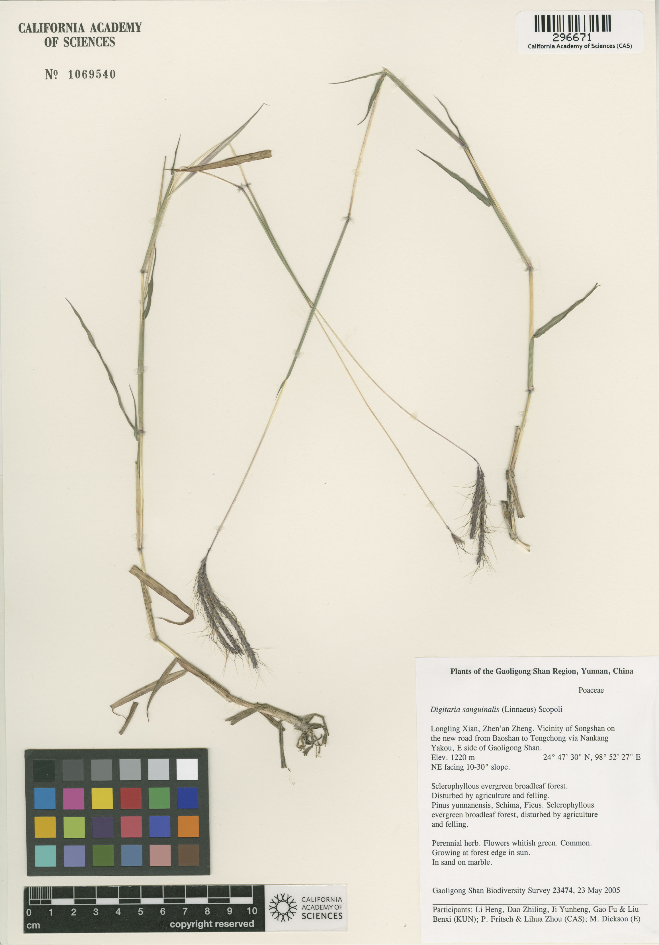Digitaria sanguinalis image