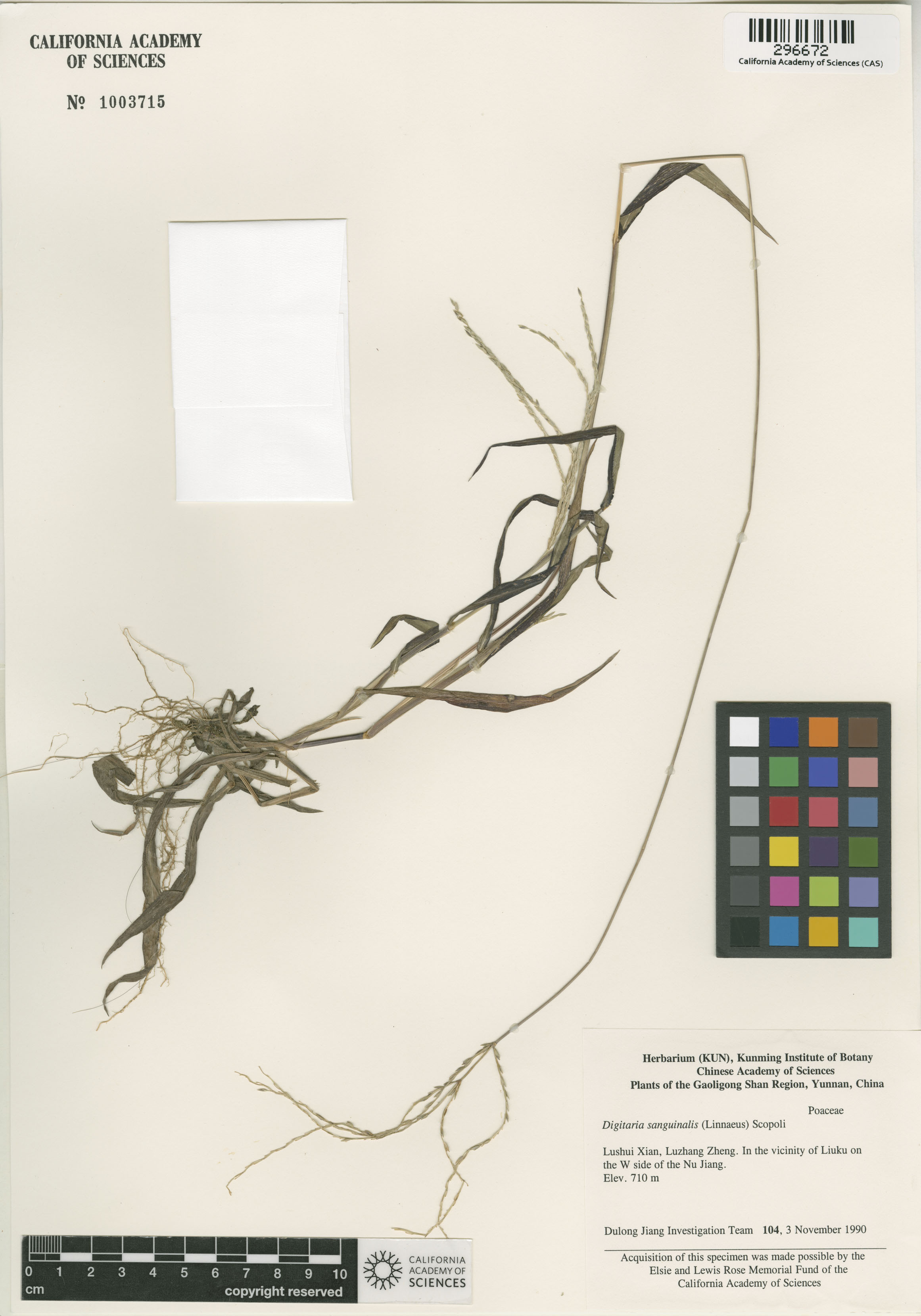 Digitaria sanguinalis image