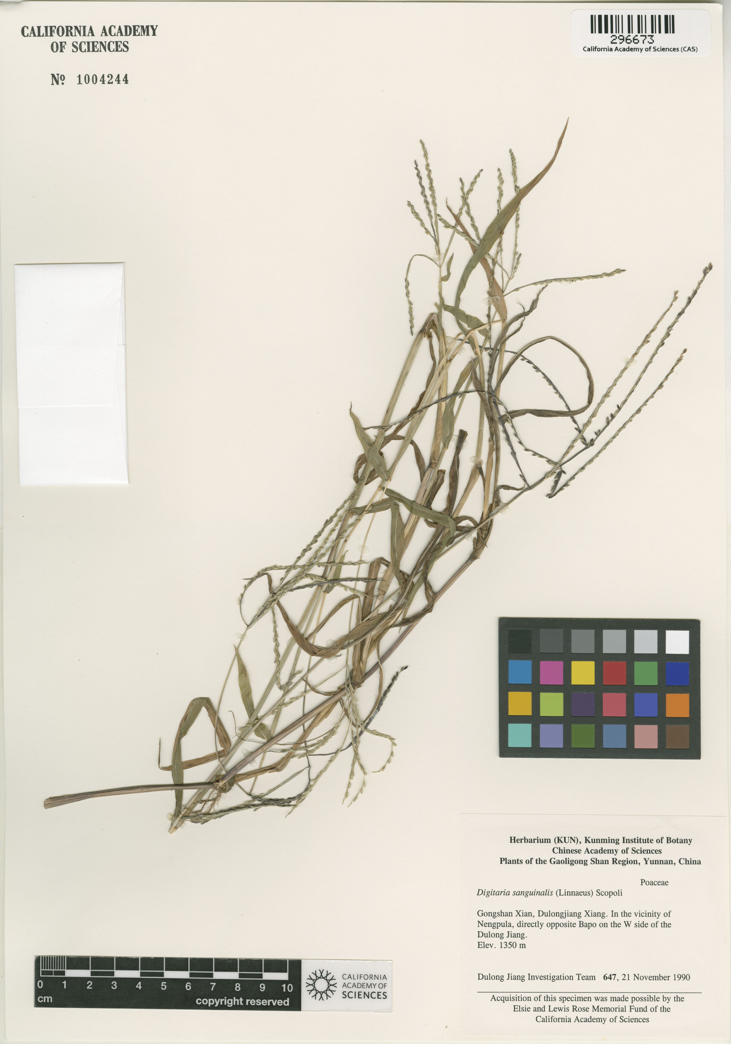 Digitaria sanguinalis image