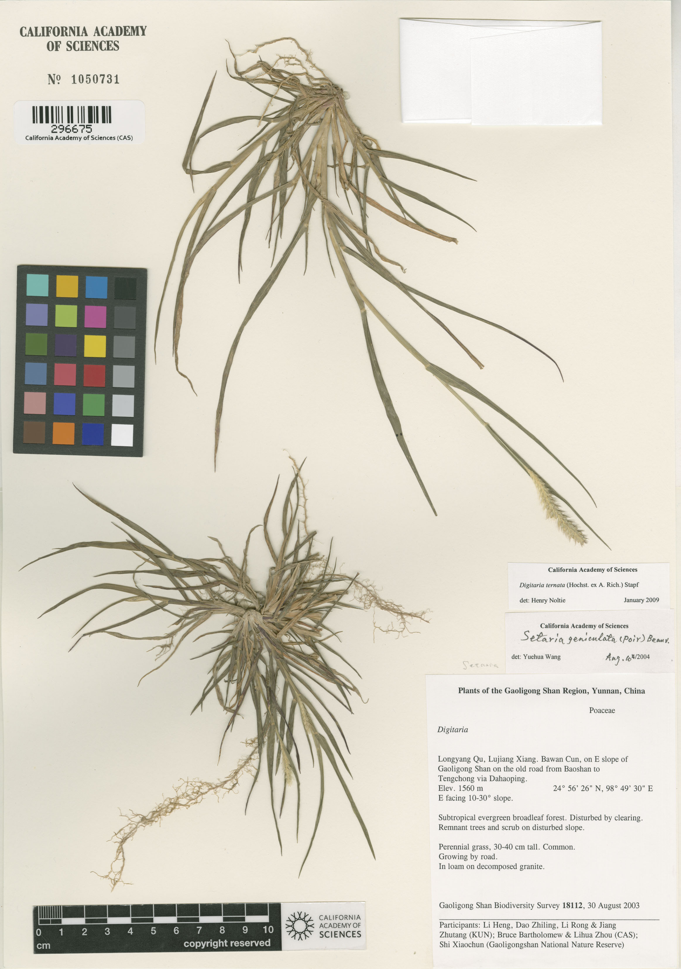 Digitaria ternata image