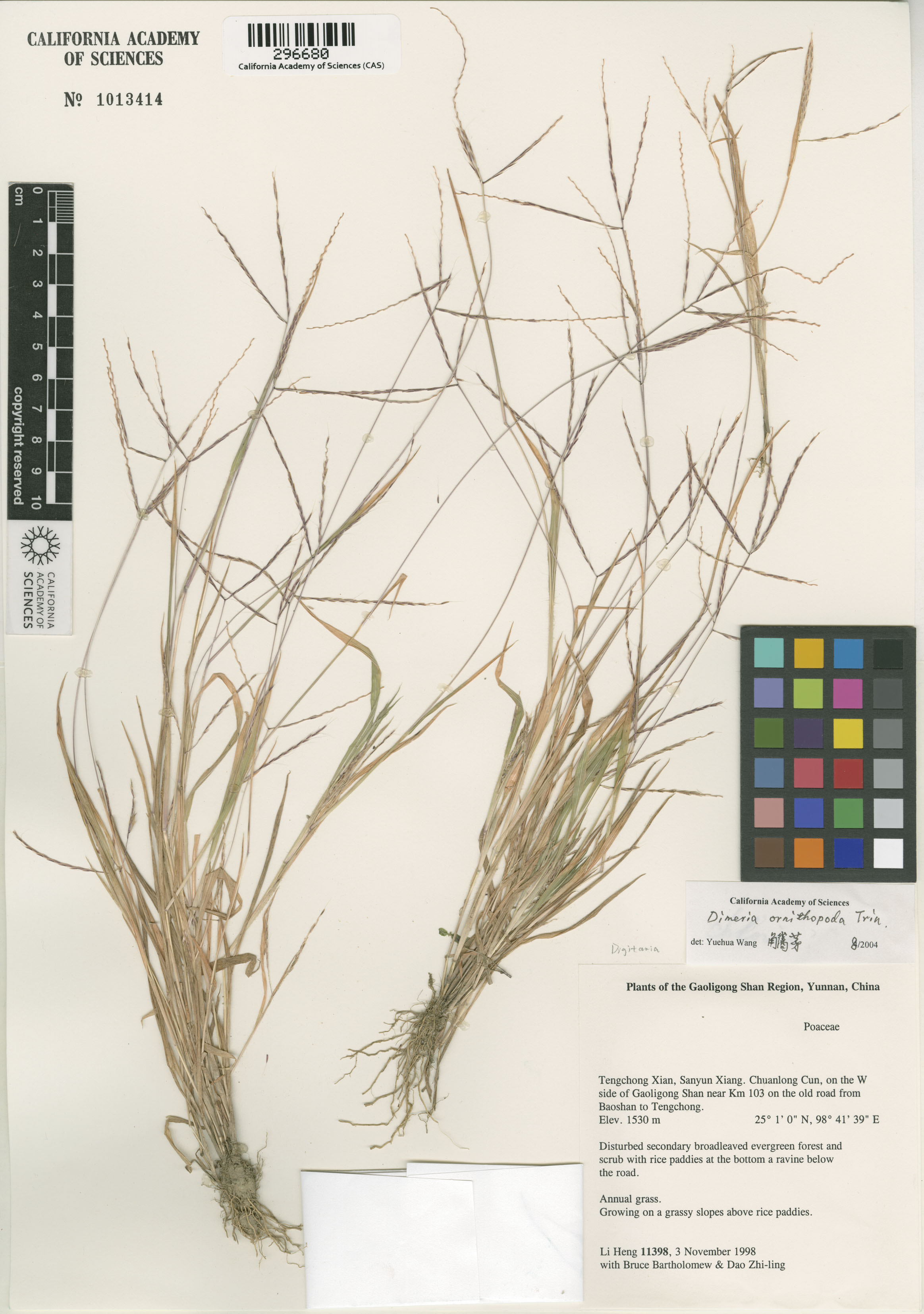 Dimeria ornithopoda image