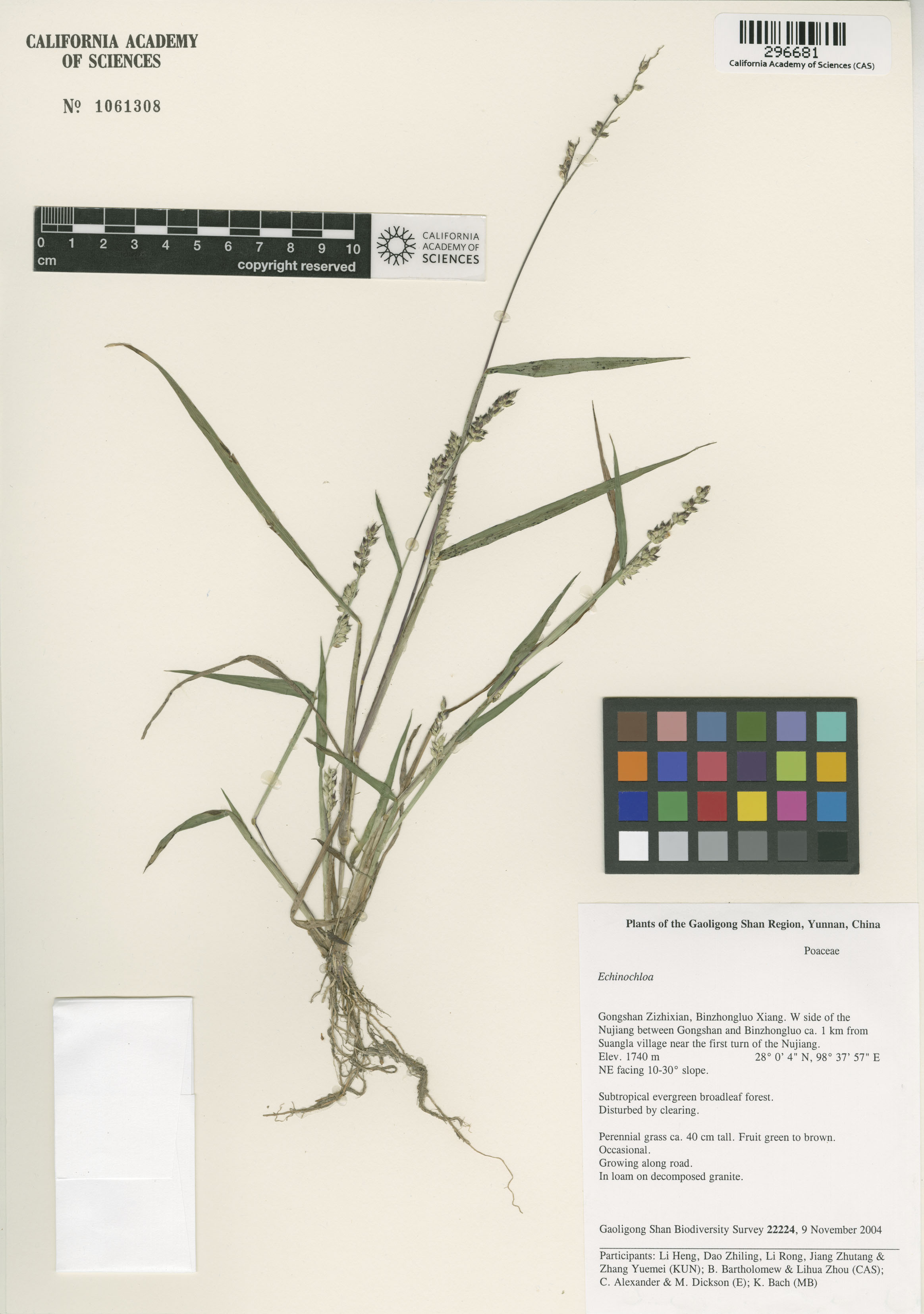 Echinochloa image