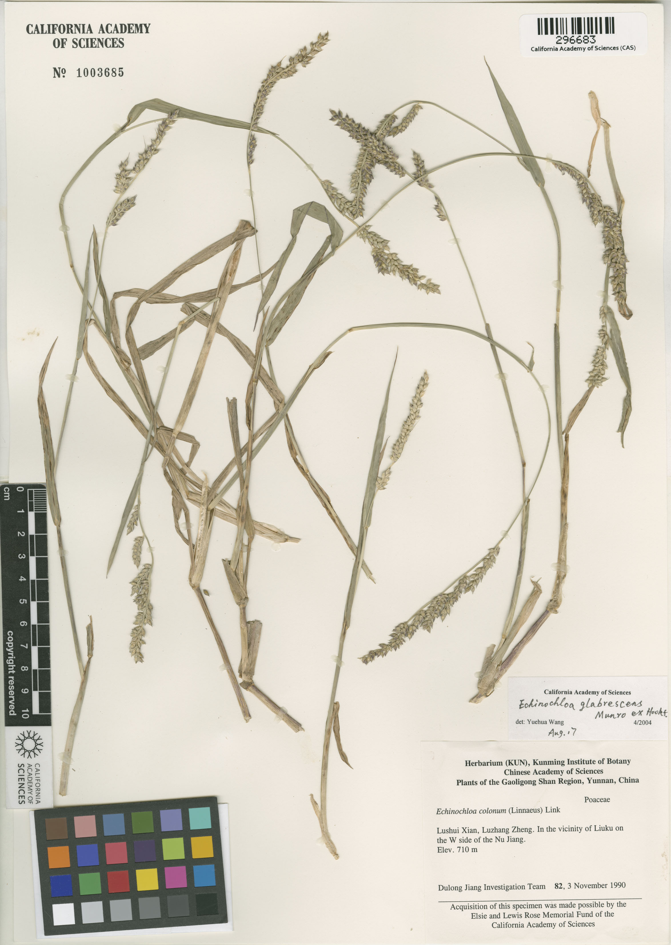 Echinochloa image