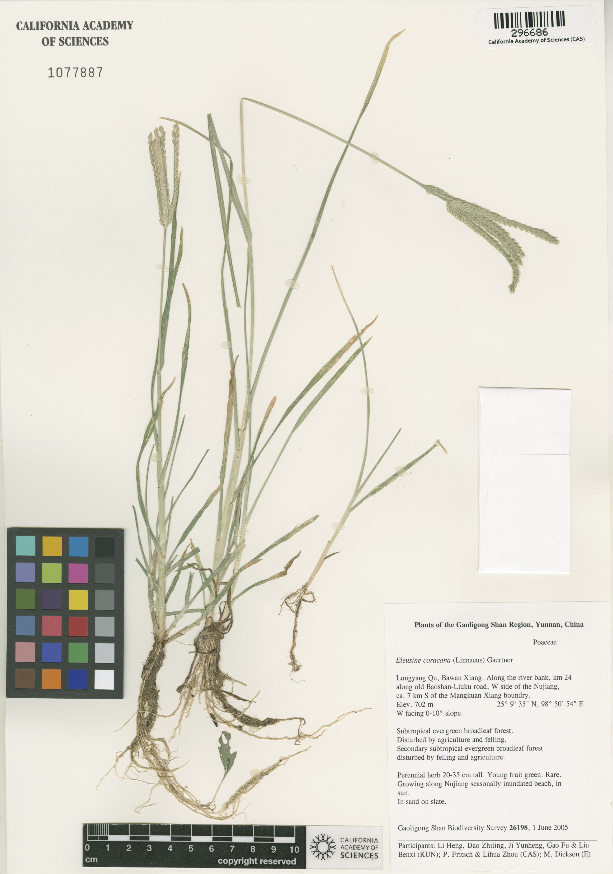 Eleusine coracana image