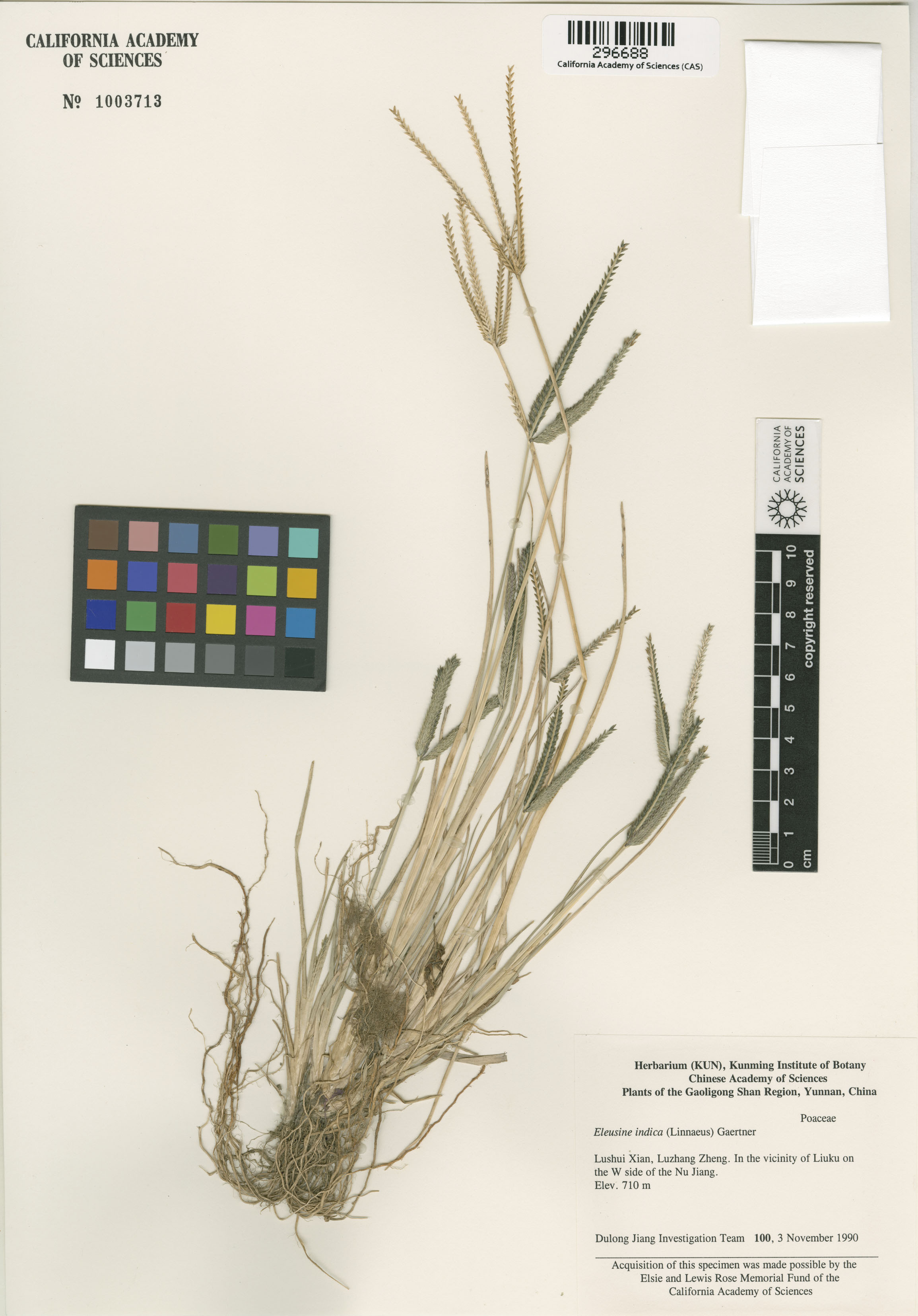 Eleusine indica image