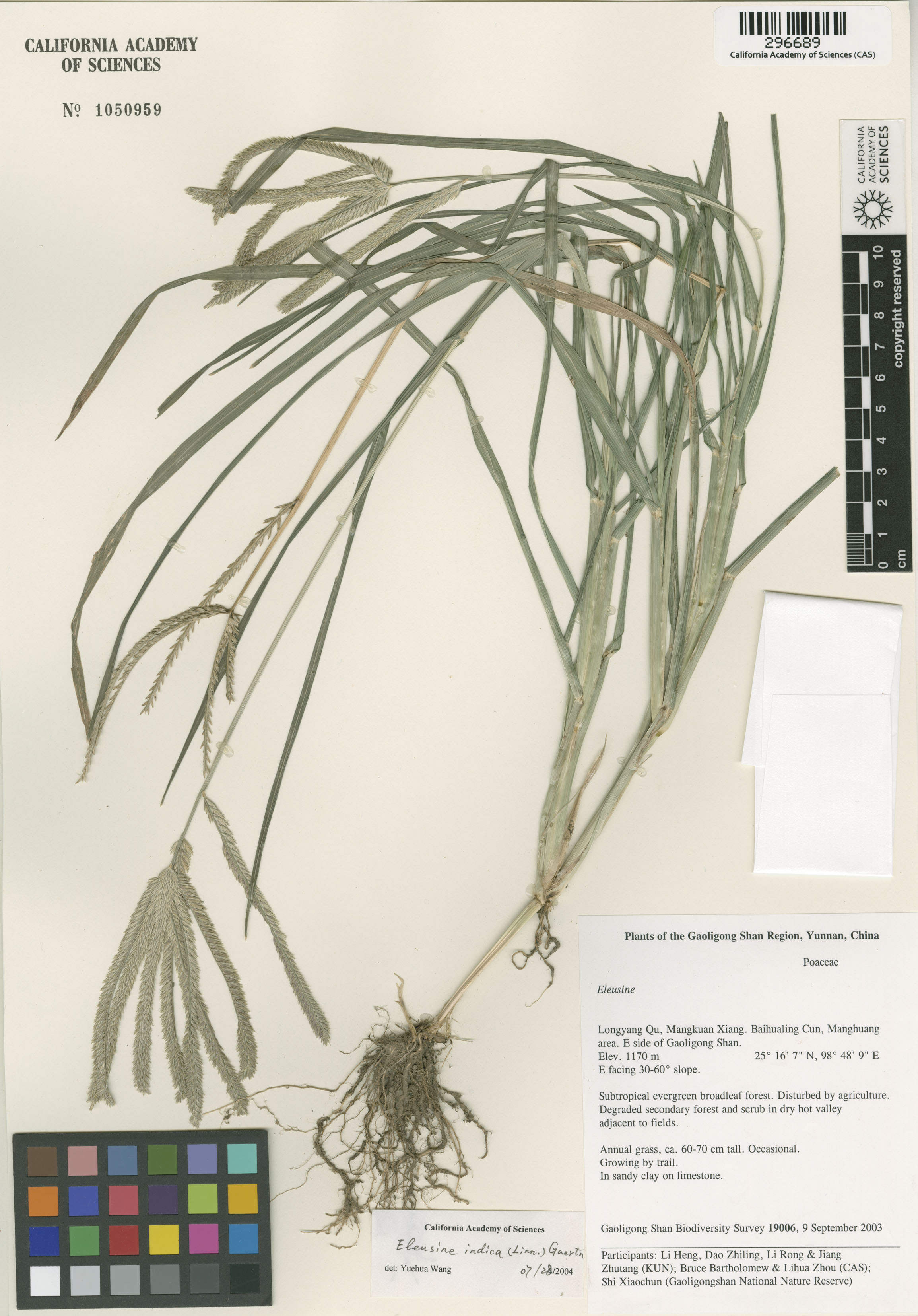 Eleusine indica image