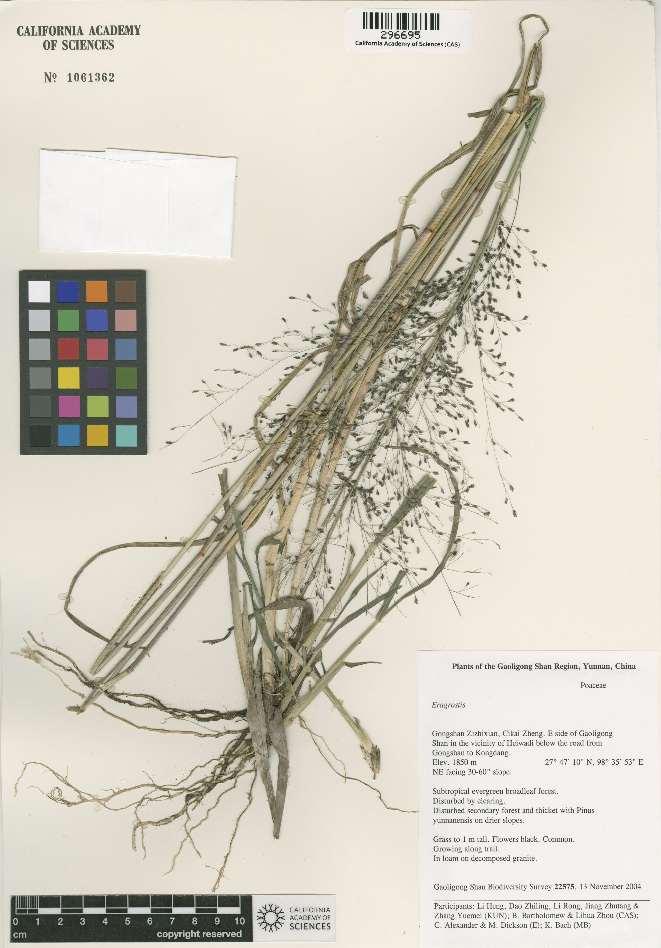 Eragrostis image