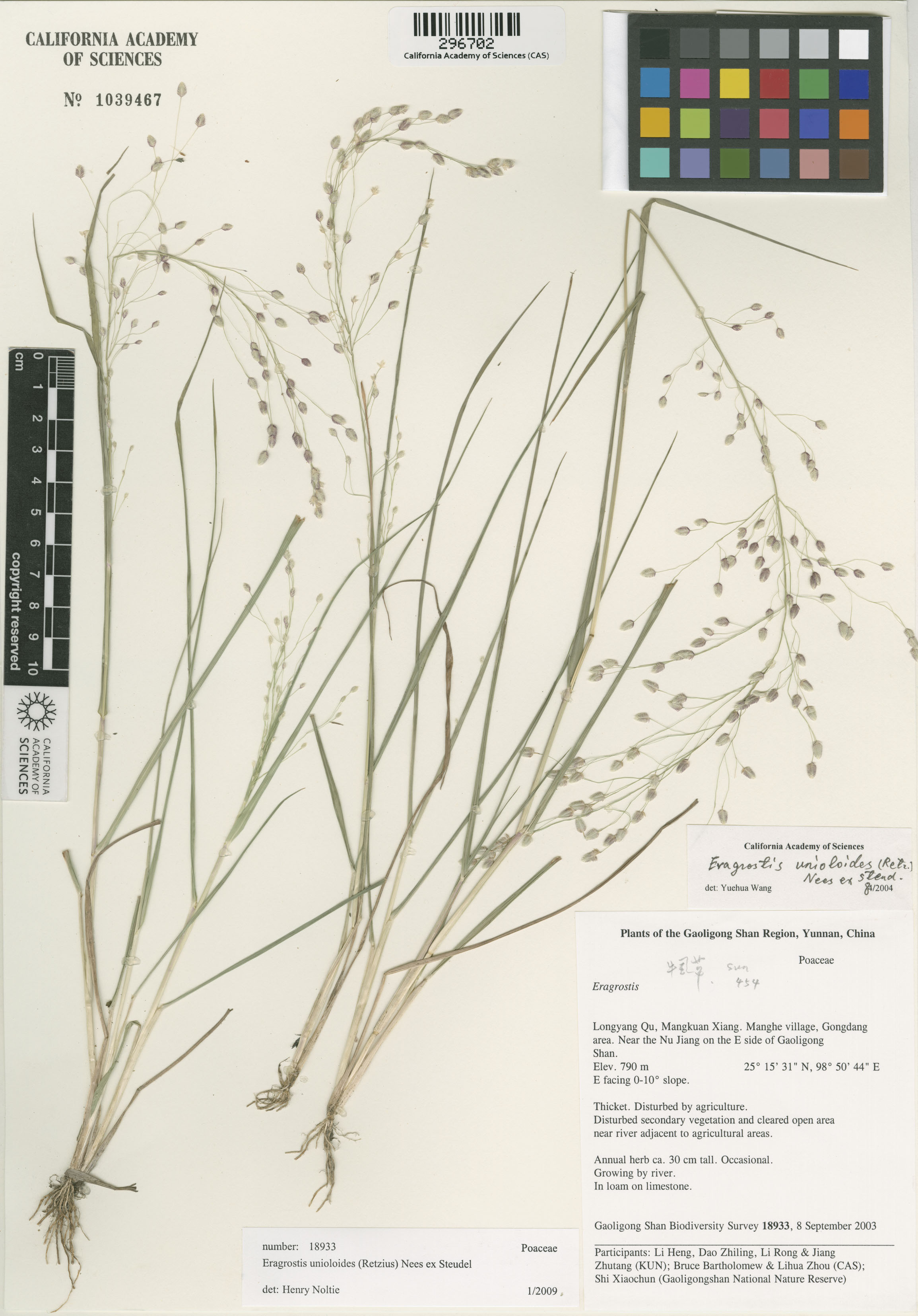 Eragrostis image