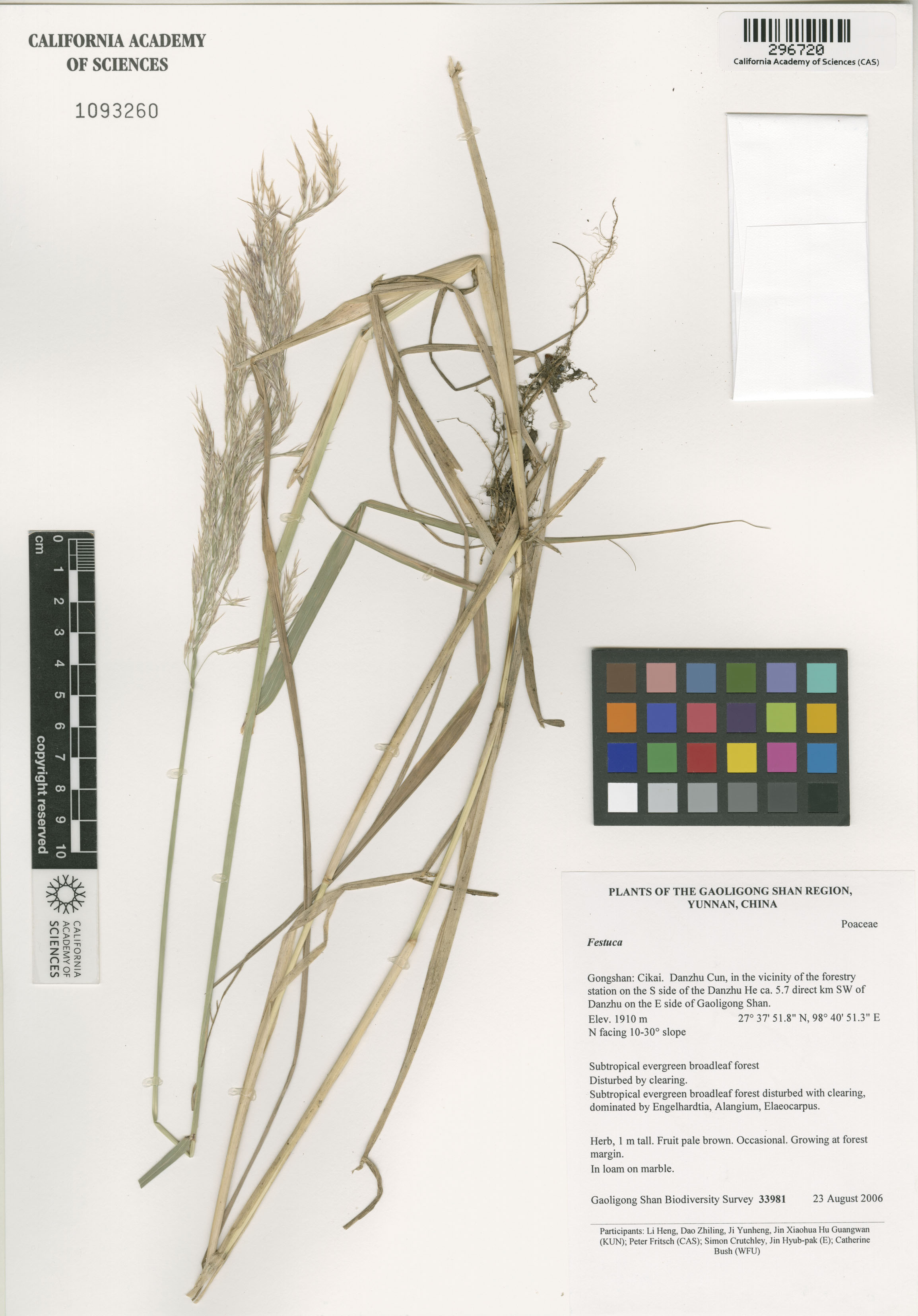 Festuca image
