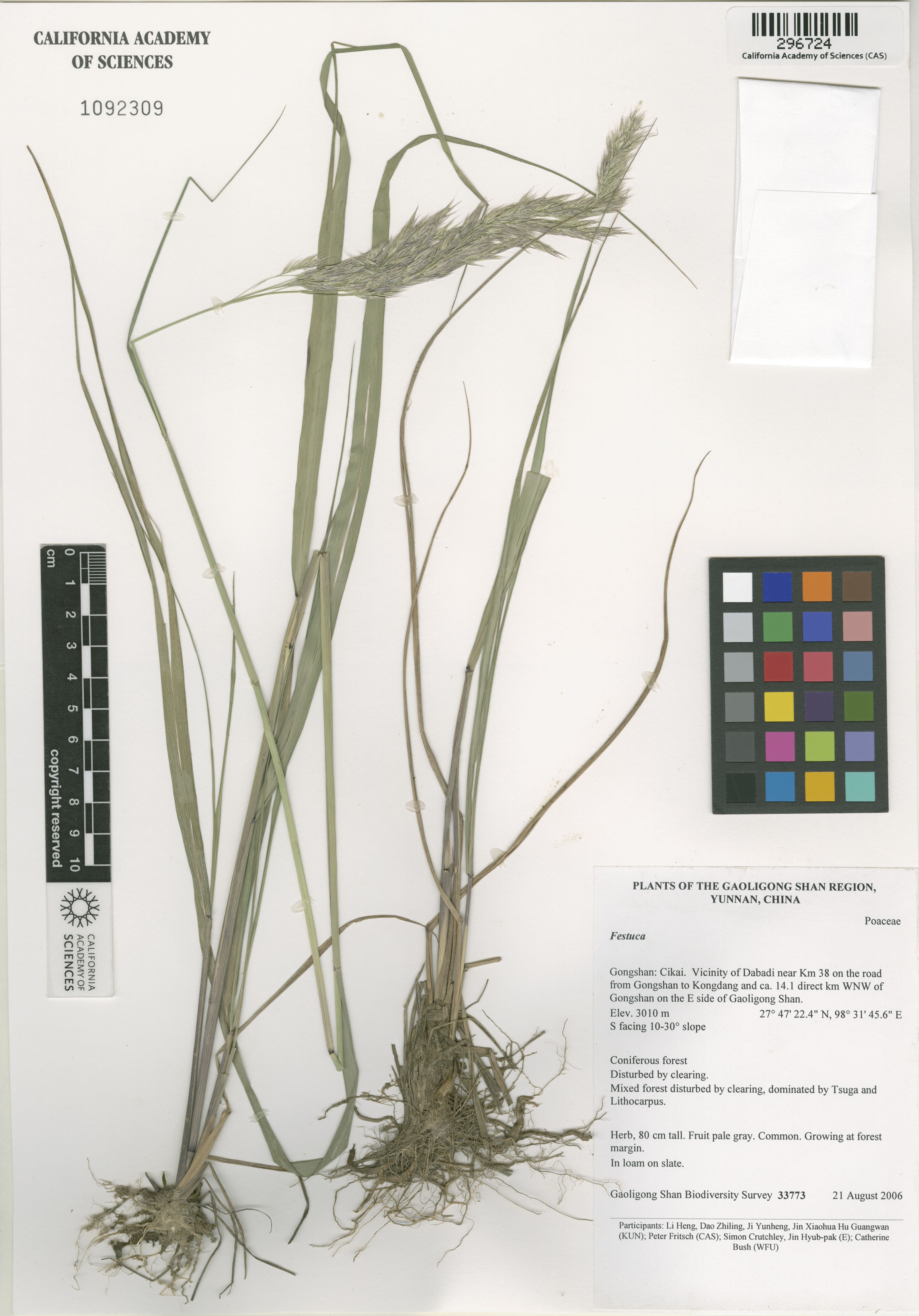 Festuca image