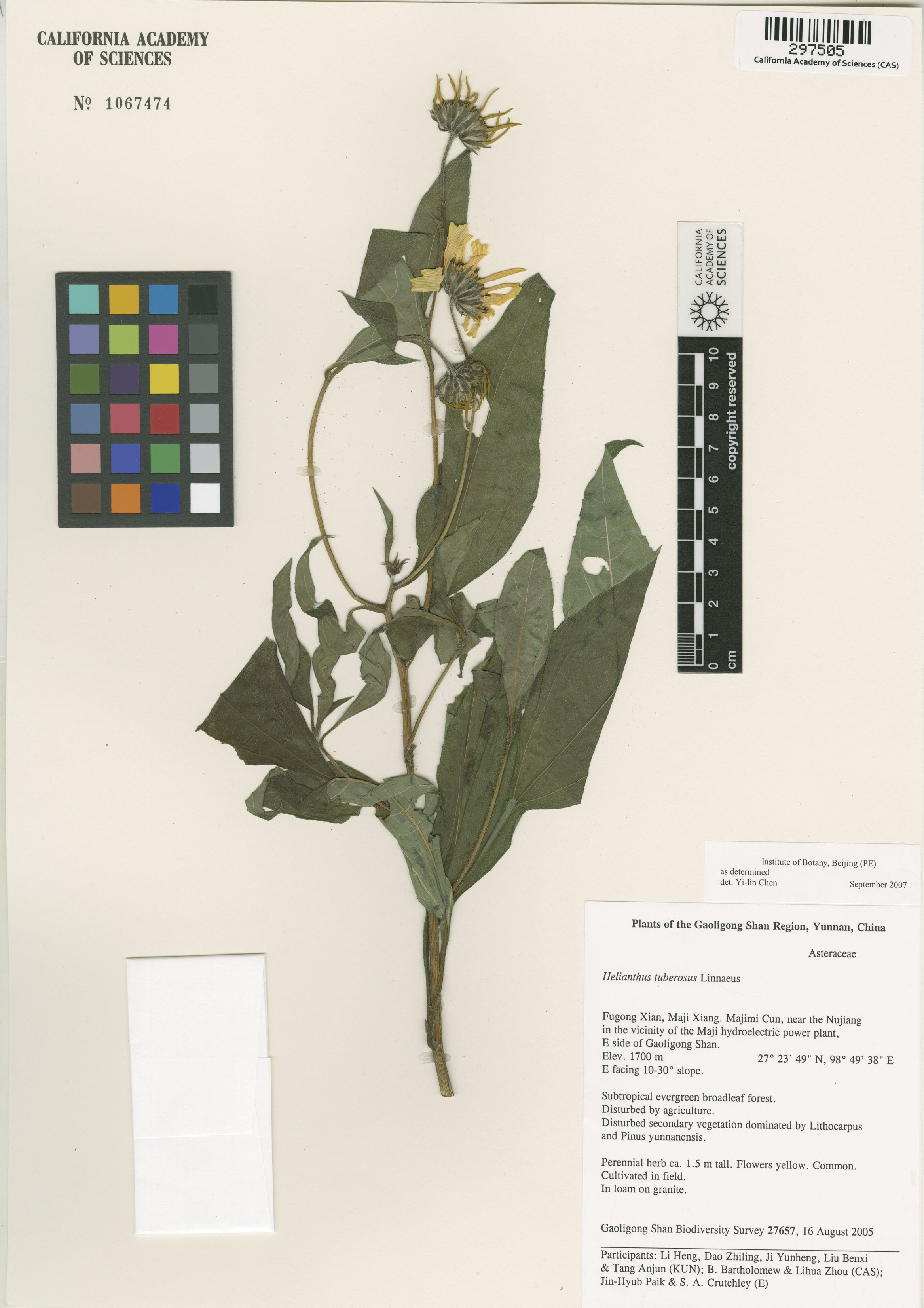 Helianthus tuberosus image