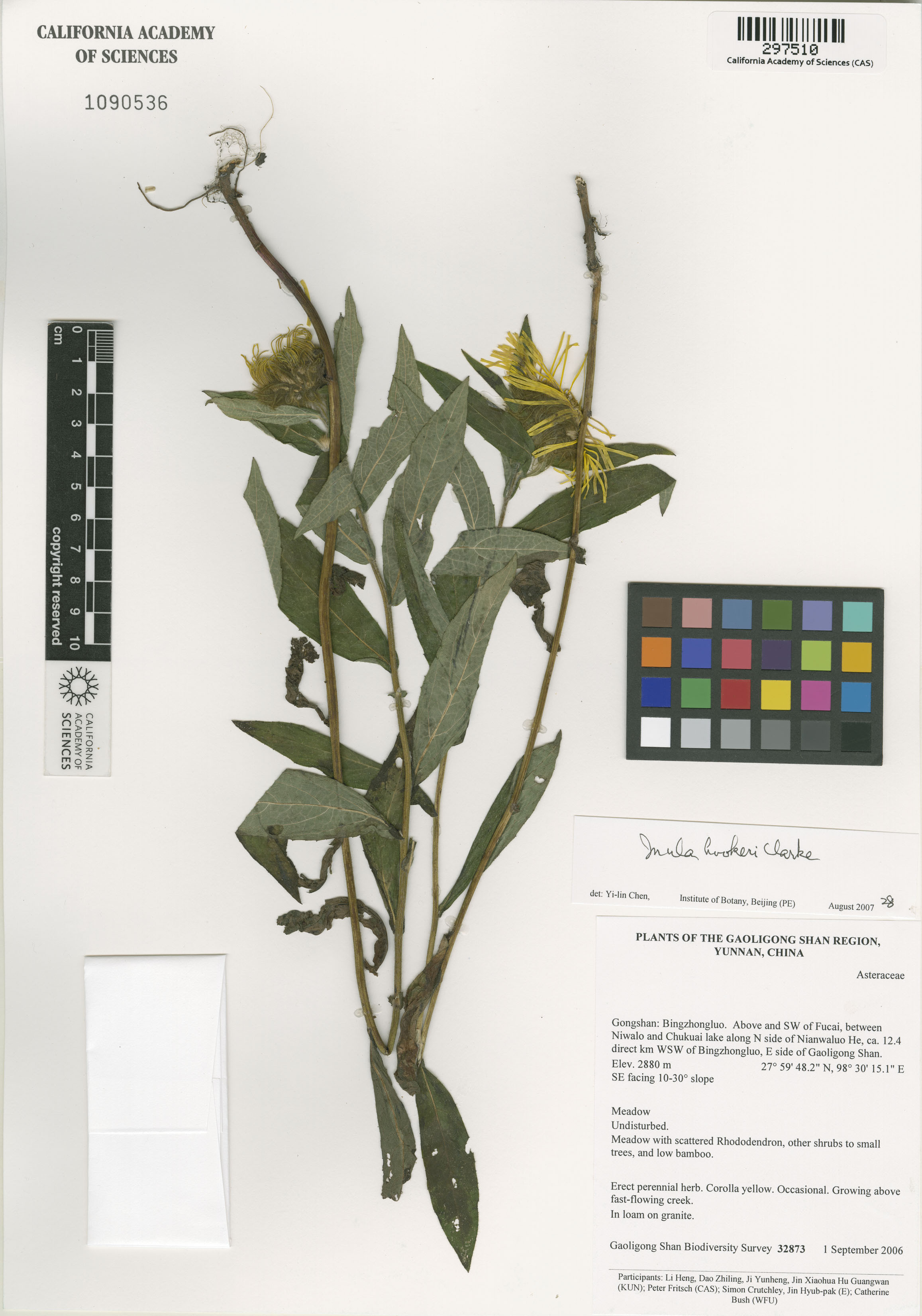 Inula hookeri image