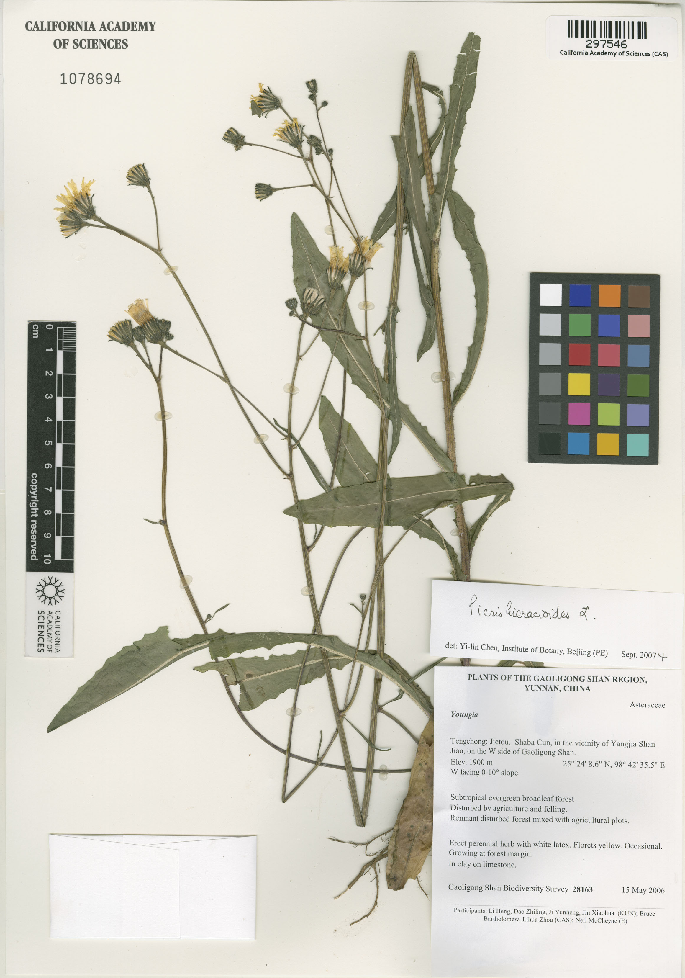 Picris hieracioides image