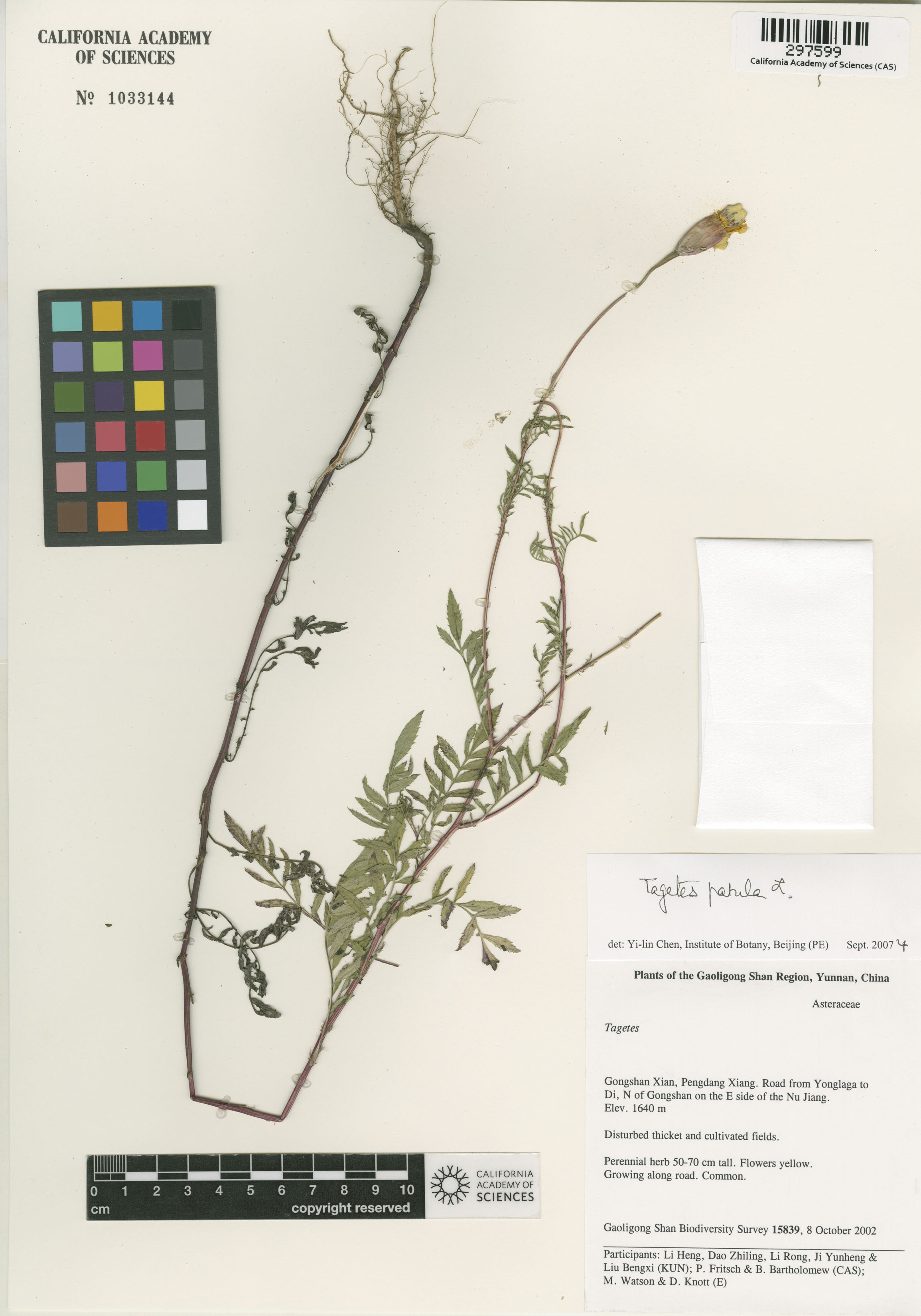 Tagetes erecta image