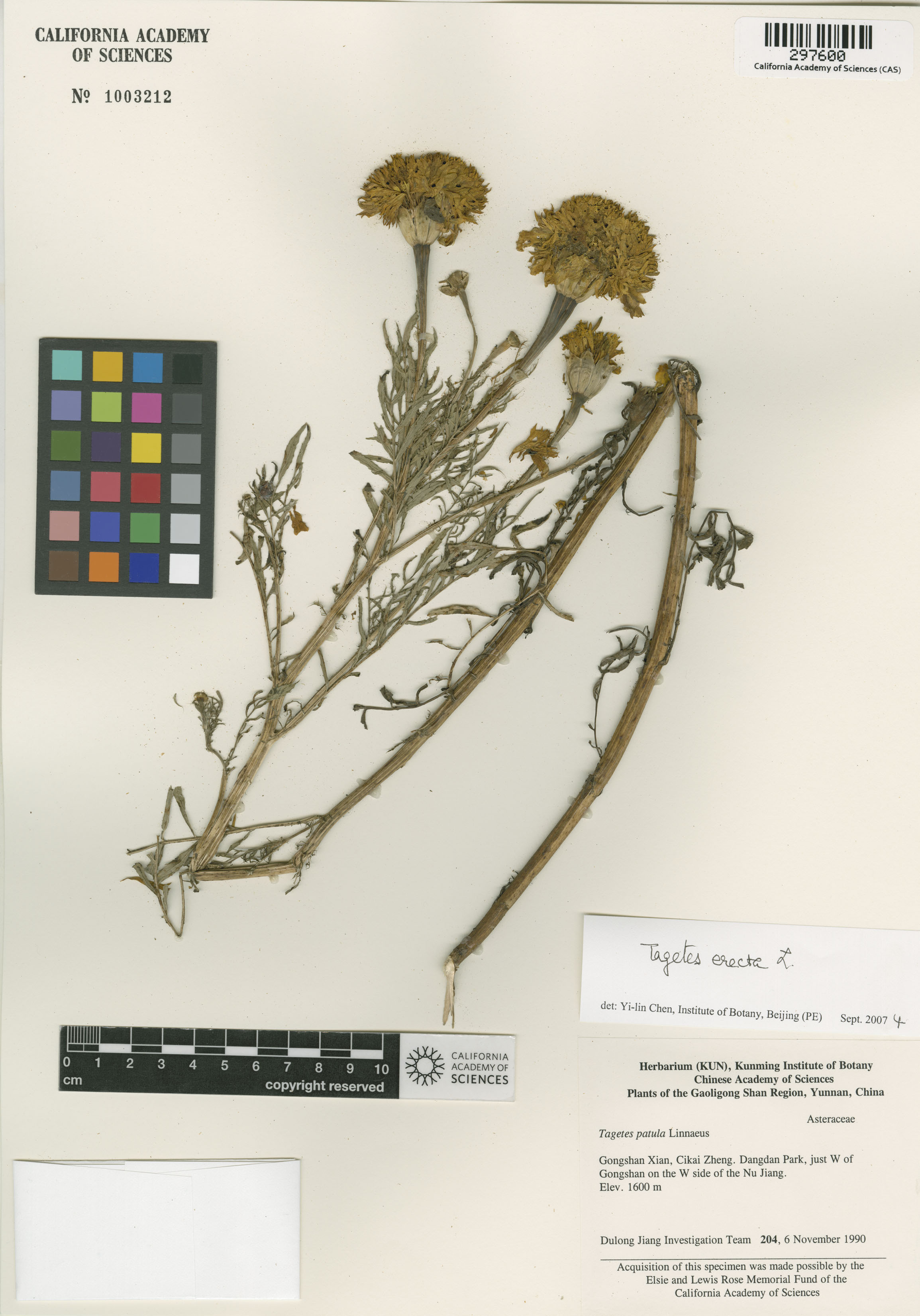 Tagetes erecta image