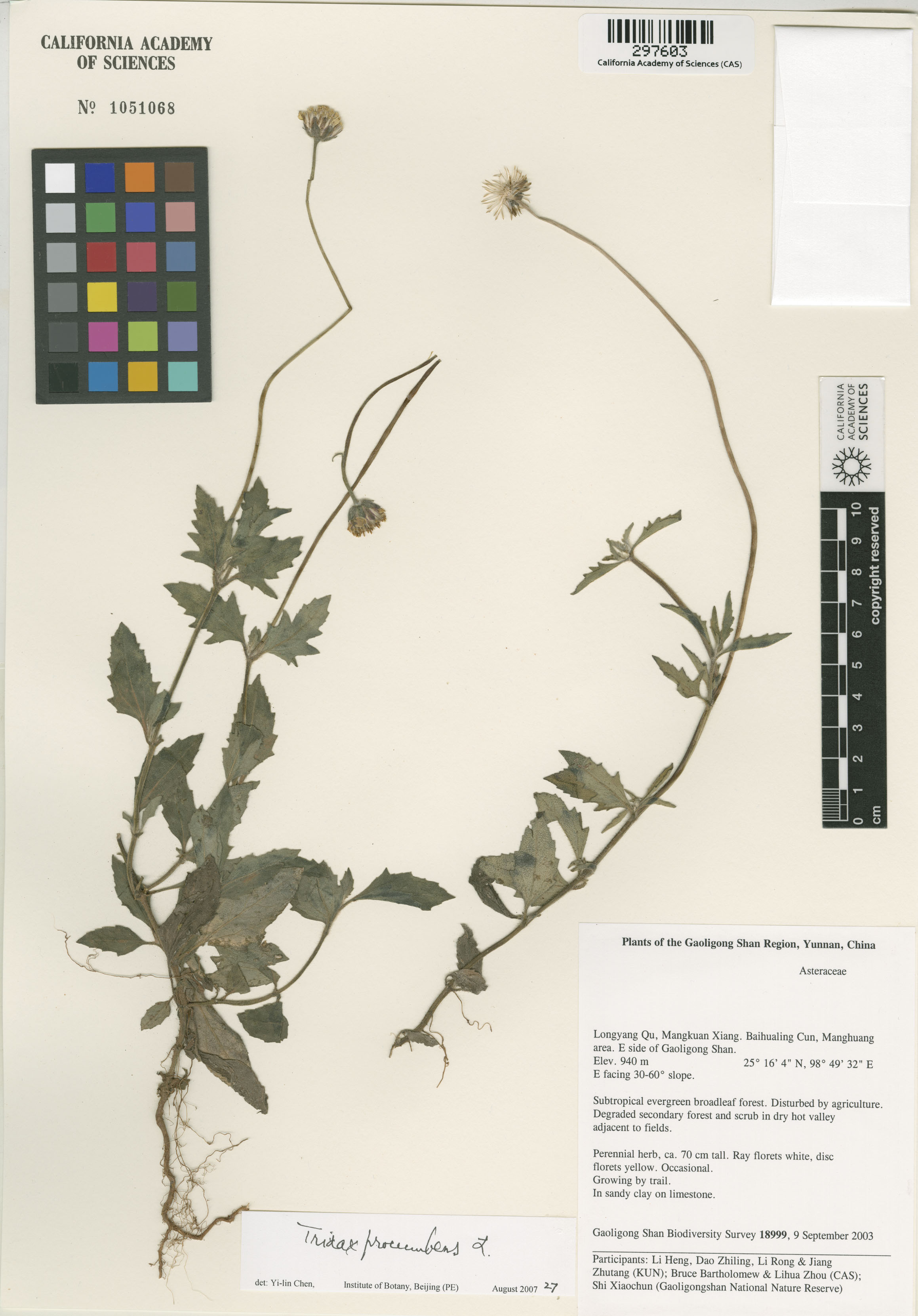 Tridax procumbens image