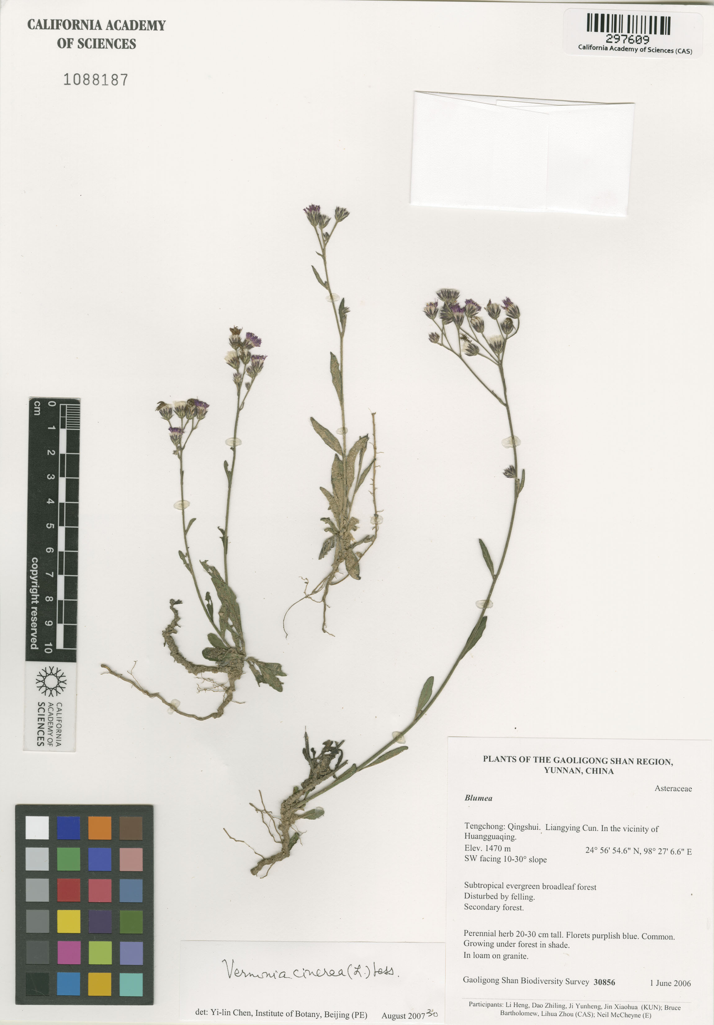 Cyanthillium cinereum image