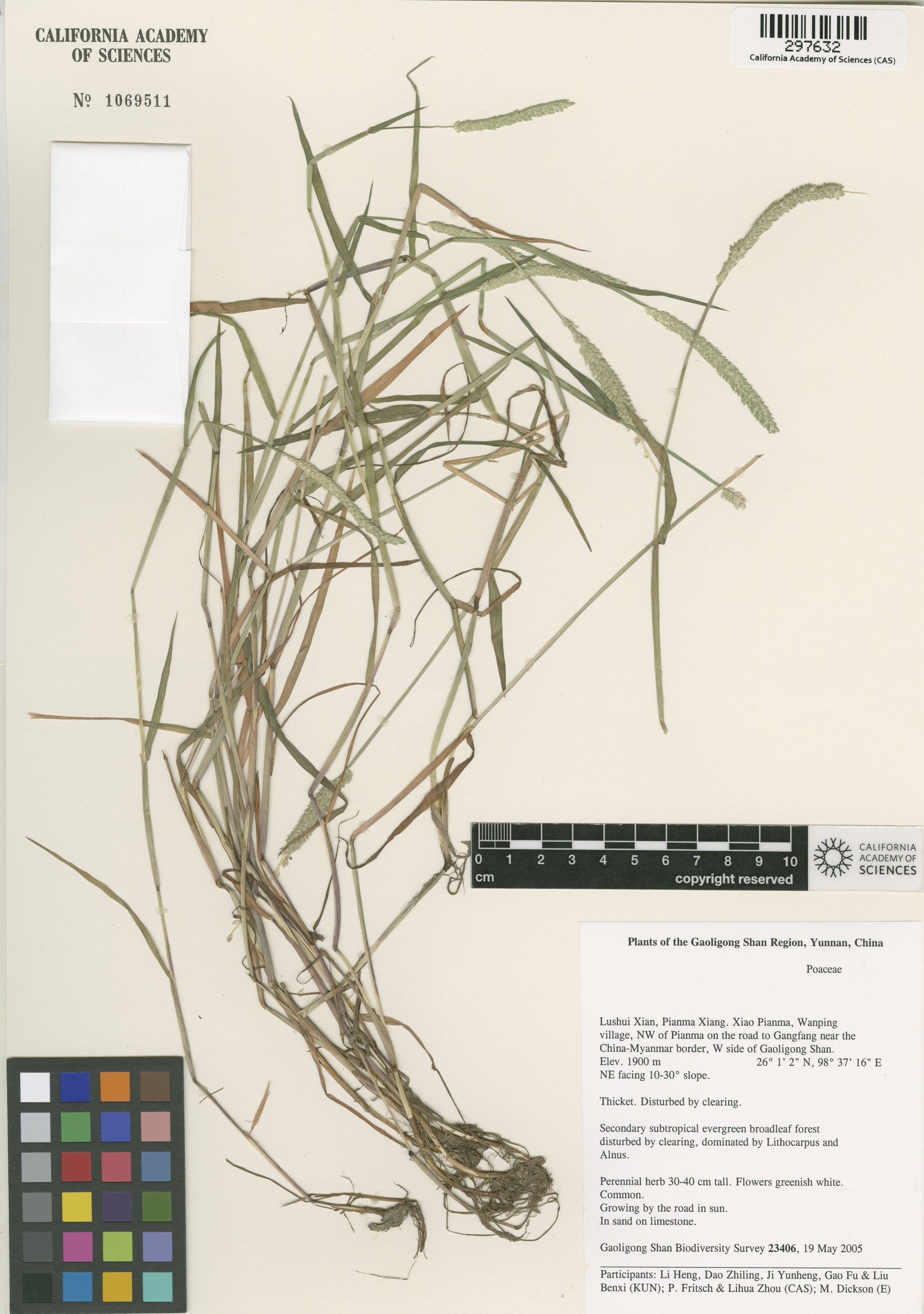 Alopecurus aequalis image