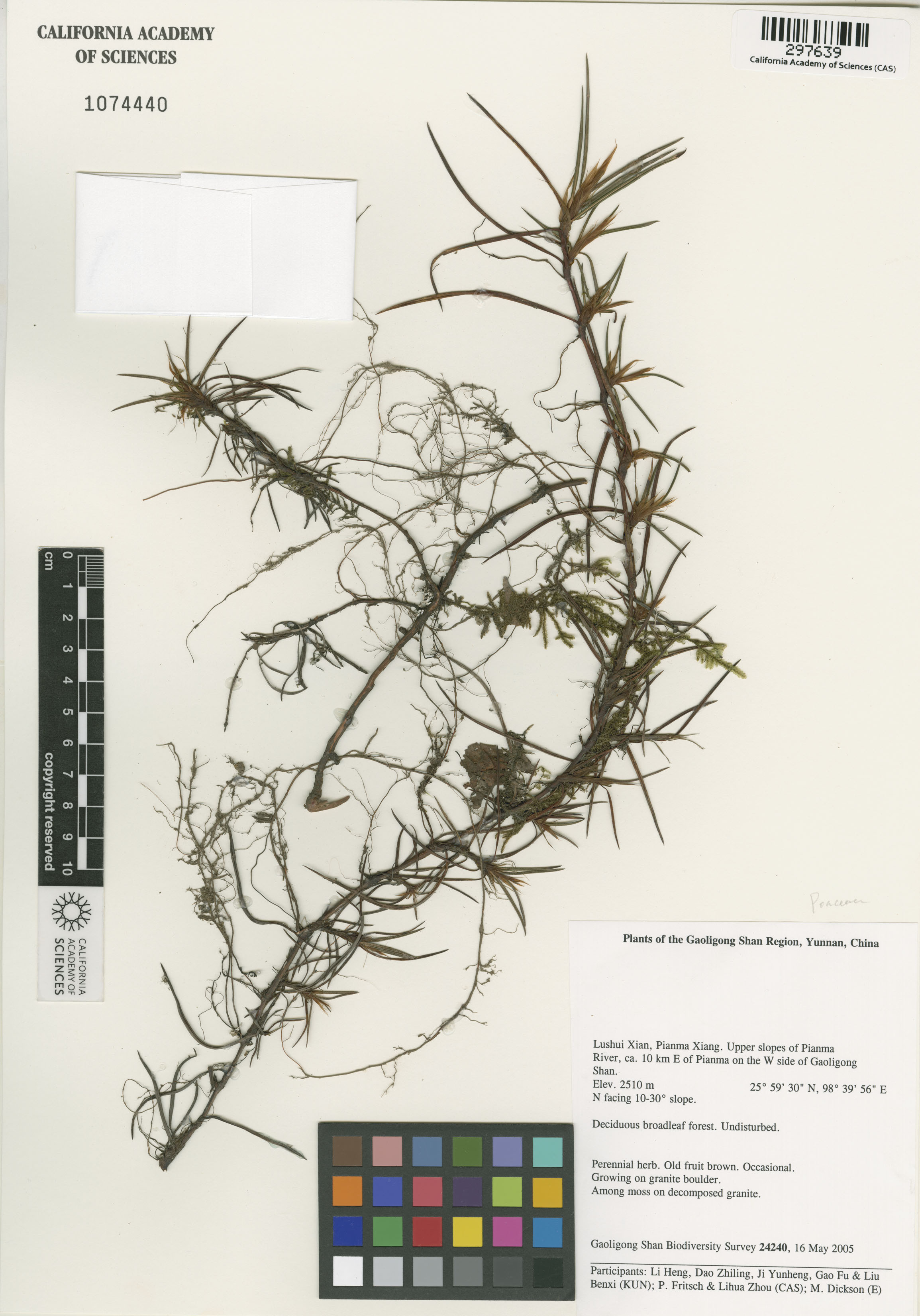 Poaceae image