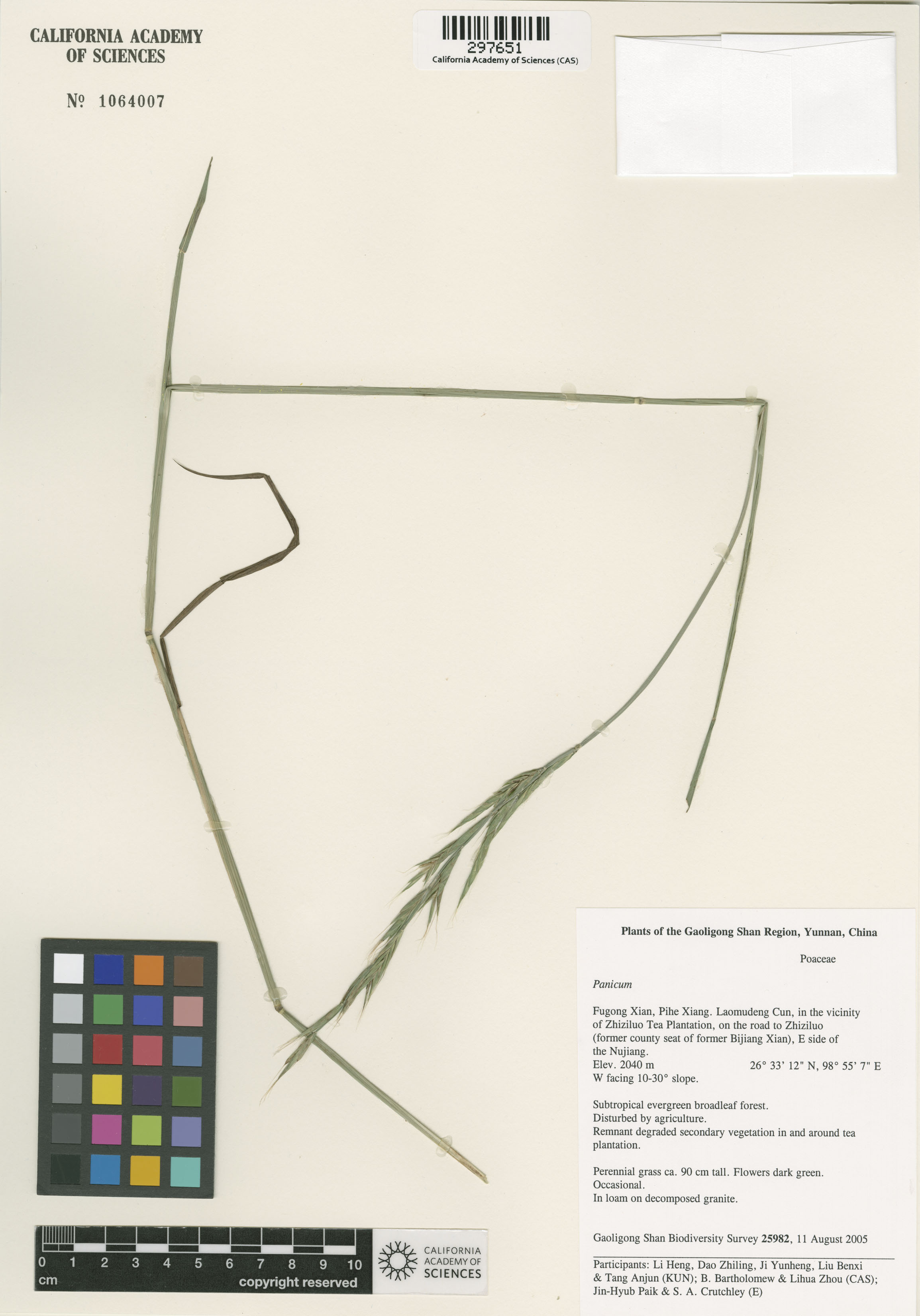 Brachypodium image