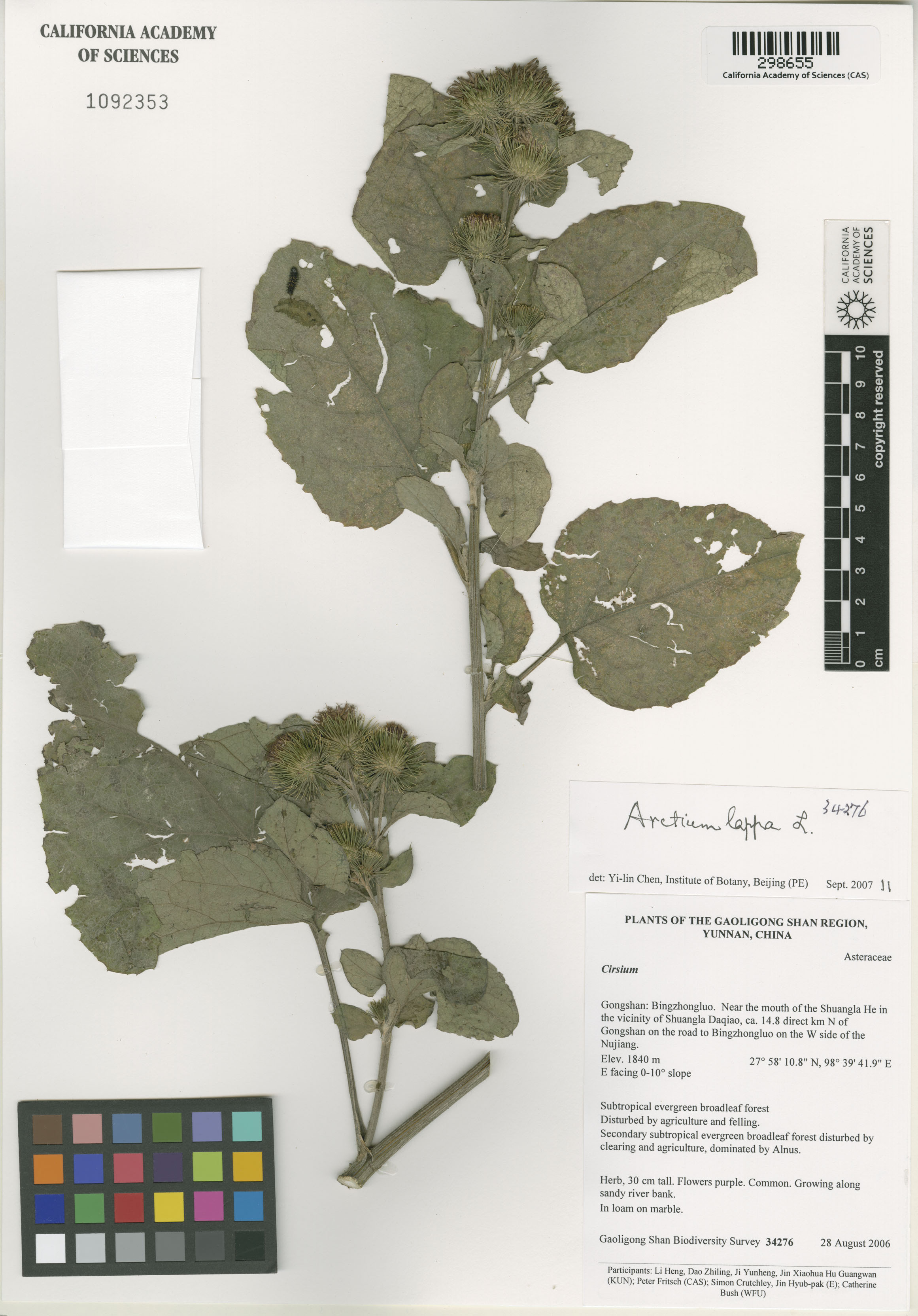 Arctium lappa image